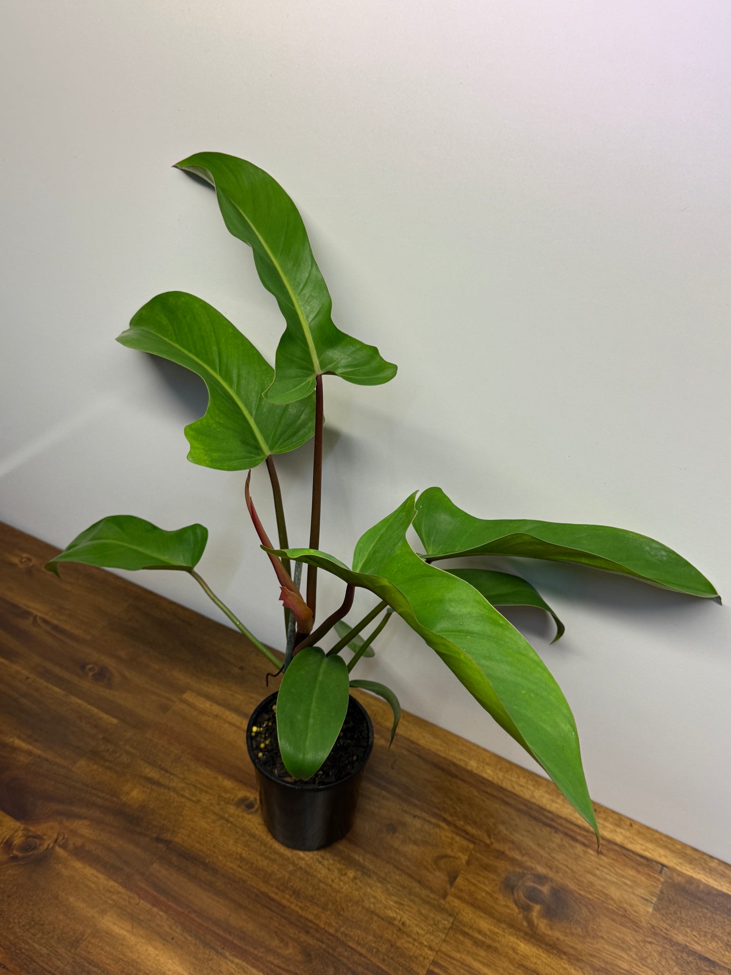 Philodendron Florida Bronze