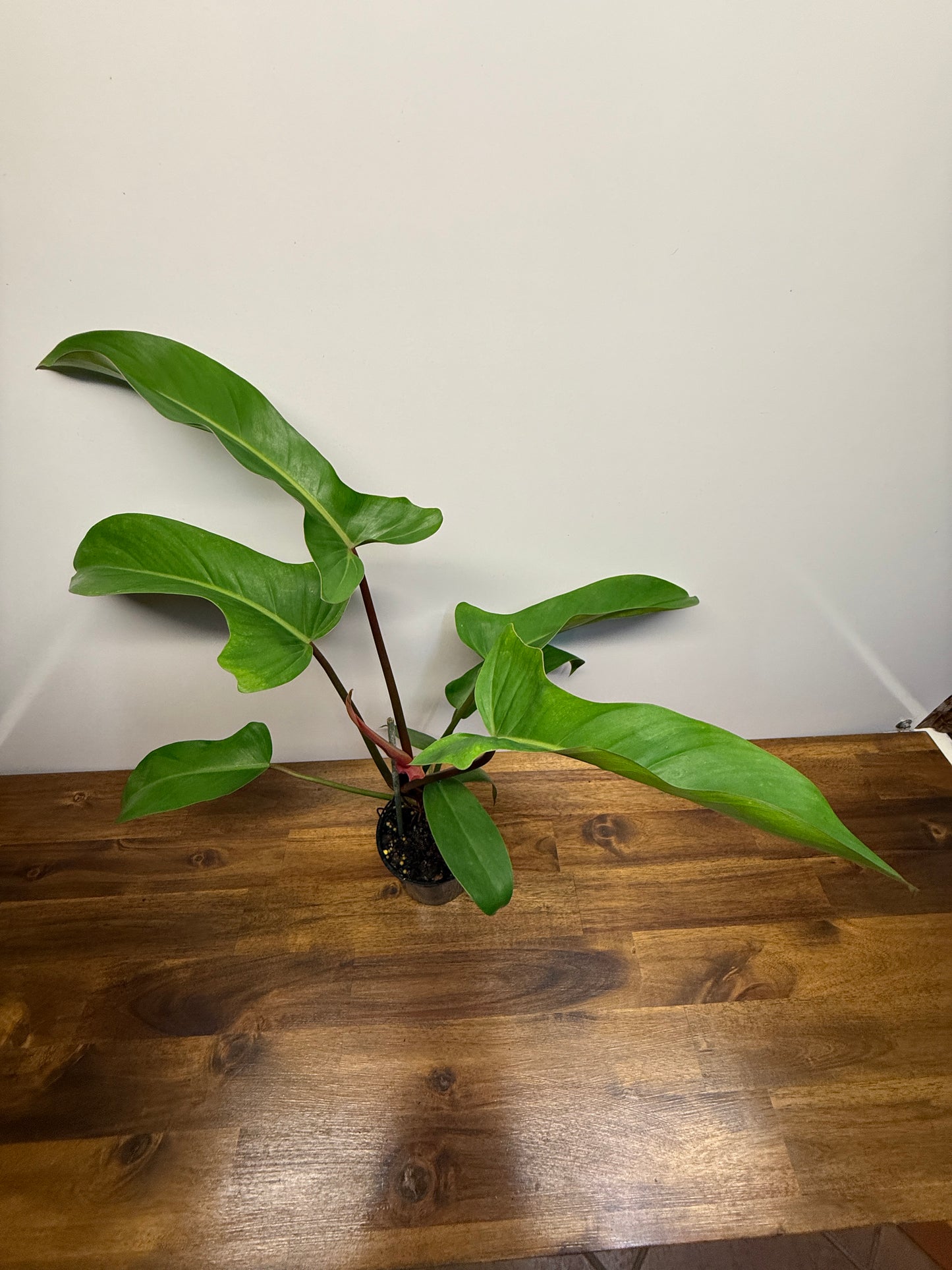 Philodendron Florida Bronze