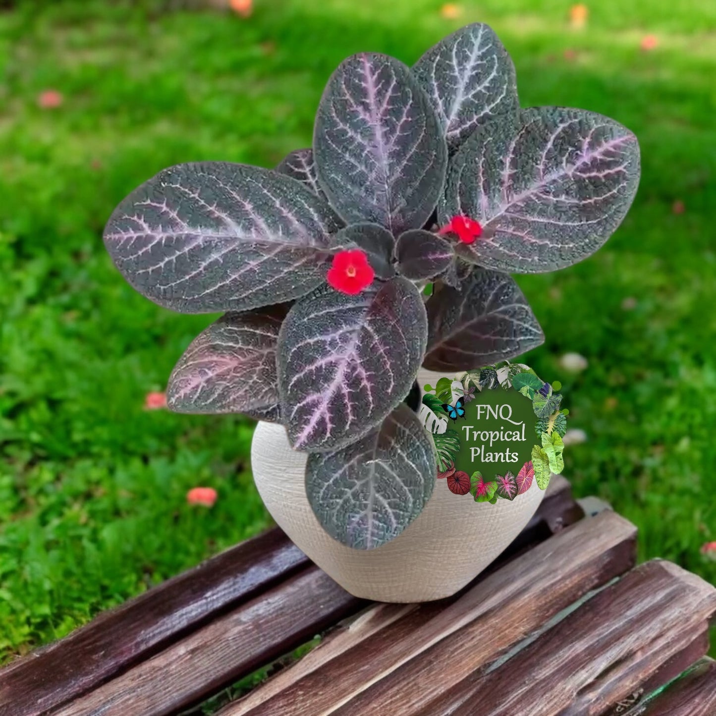 Episcia Kee Wee - Red Flowering