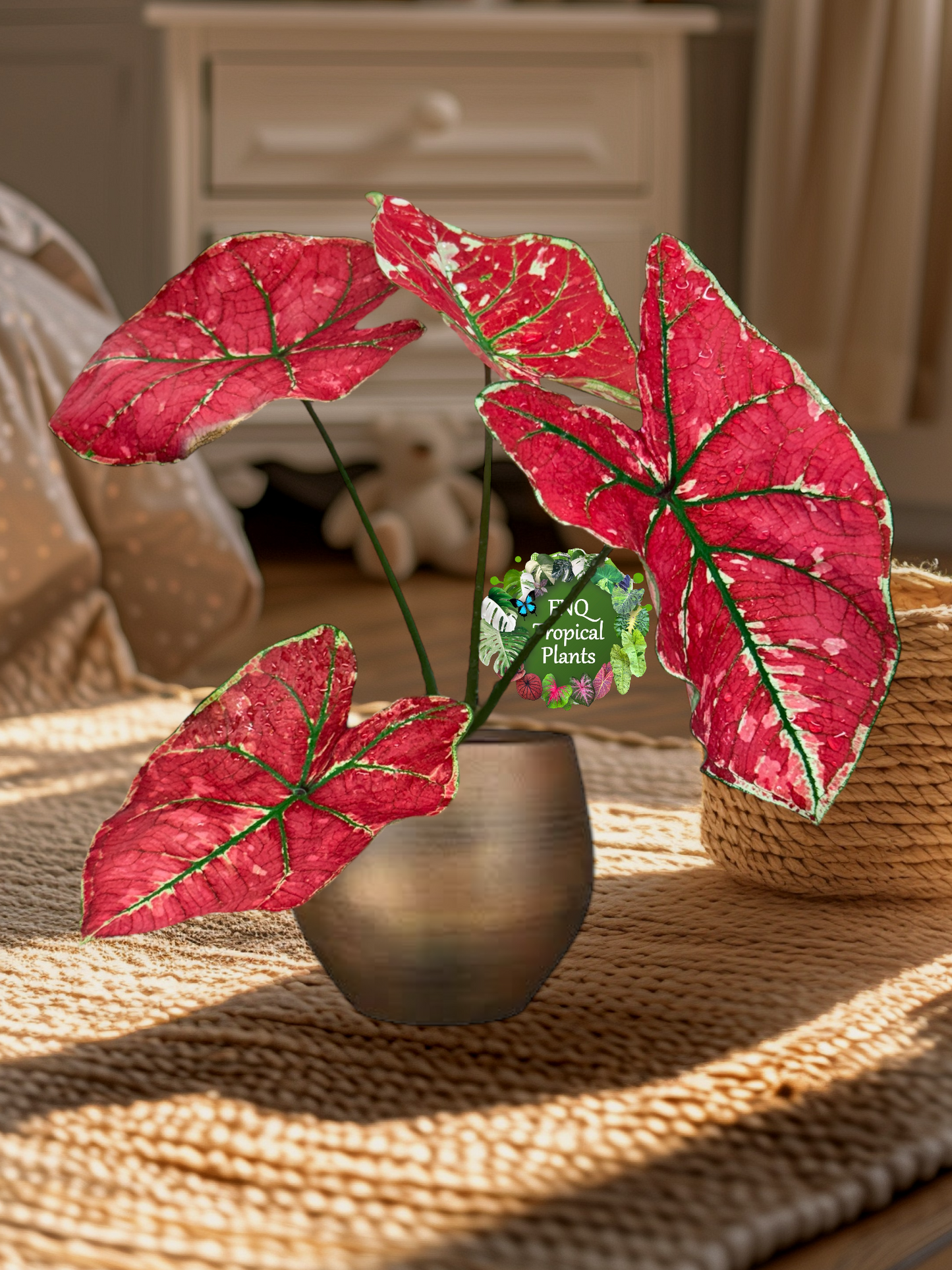 Caladium Fire of Phoenix