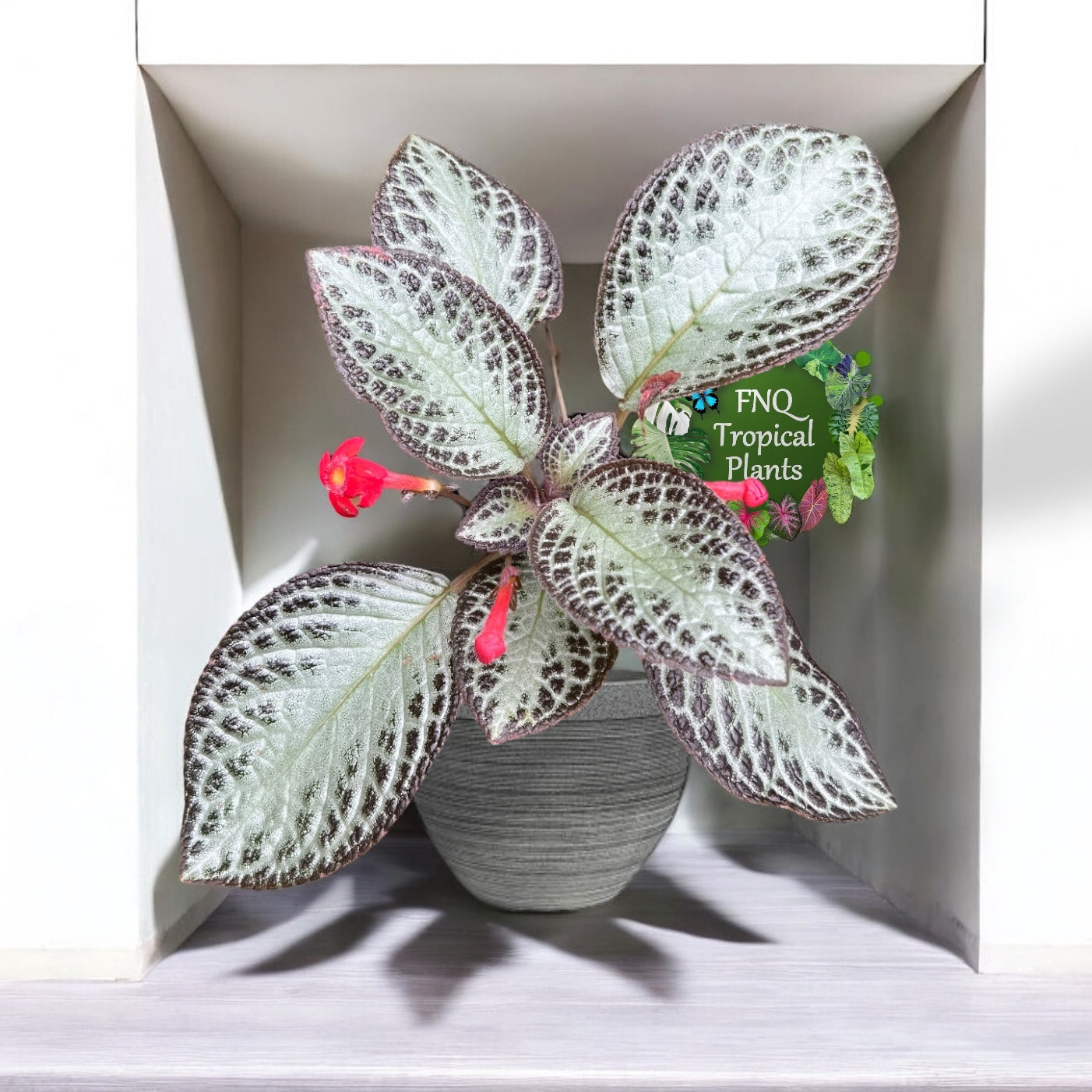 Episcia cupreata Silver Sheen