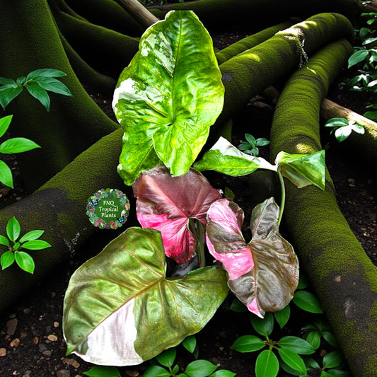 Syngonium Strawberry - Best Pick of the Crop!