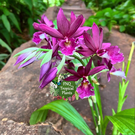 Phaiocalanthe Krytonite ‘Parkside’ Swamp Orchid