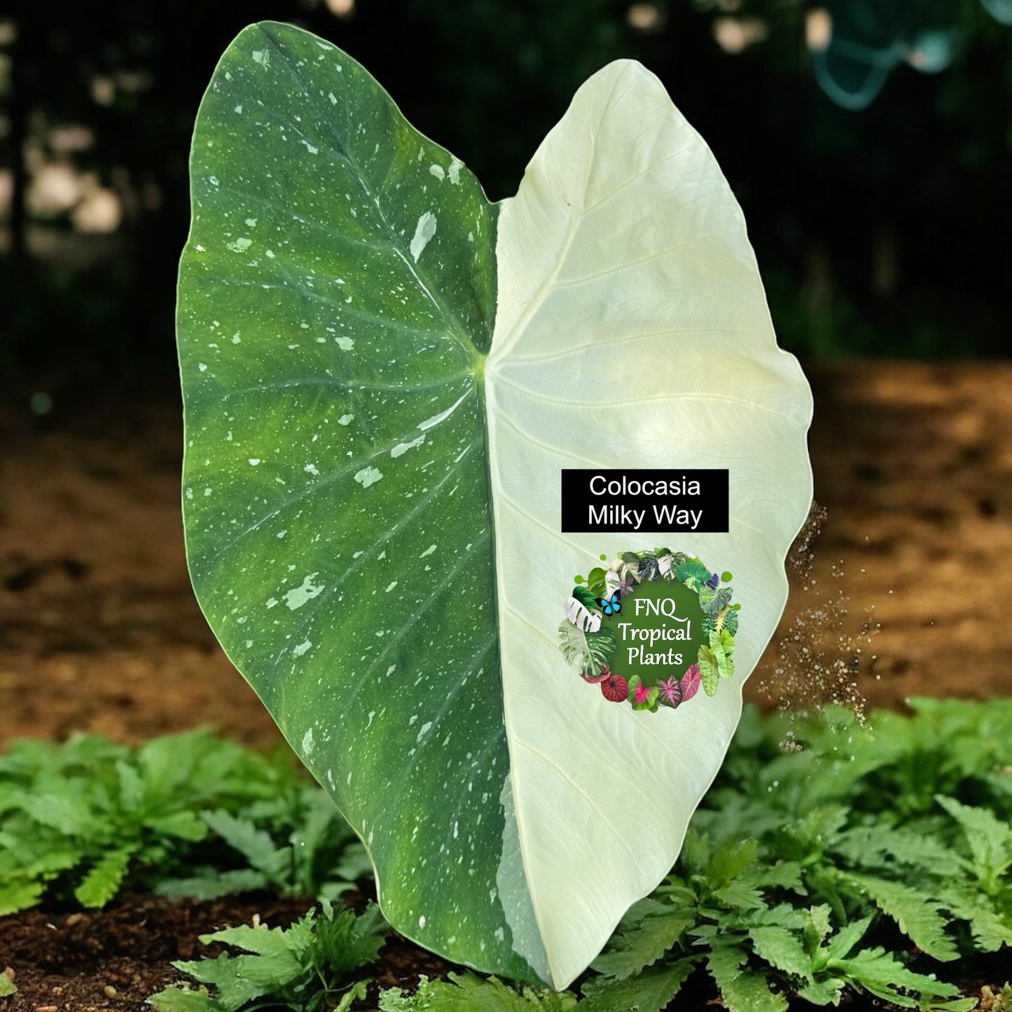 Colocasia Milky Way