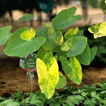 Colocasia Yellow Splash