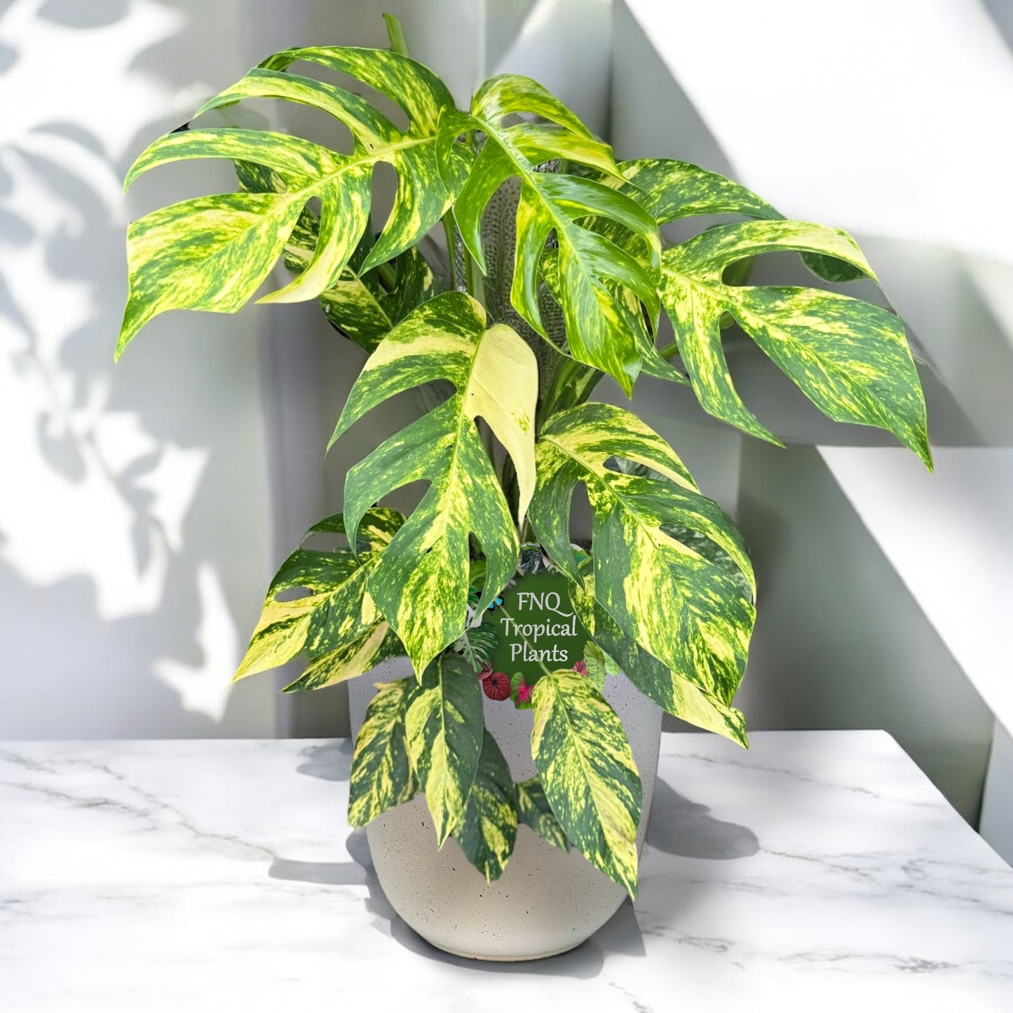 Epipremnum pinnatum Yellow Flame L34