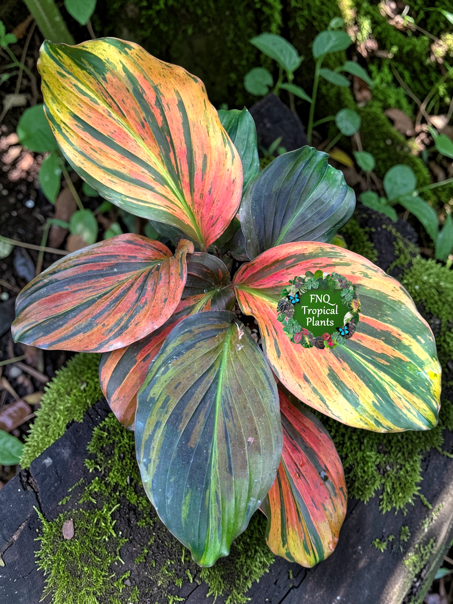 Kaempferia pulchra 'Variegata' - Rarely Offered J30