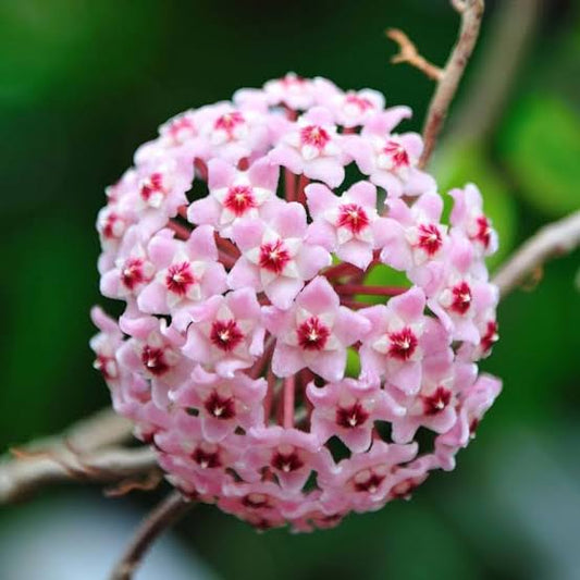 Hoya carnosa Crimson Princess B65