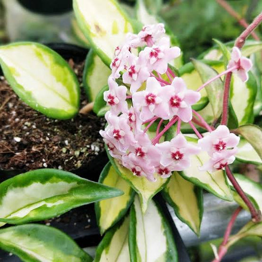 Hoya carnosa Crimson Princess B64