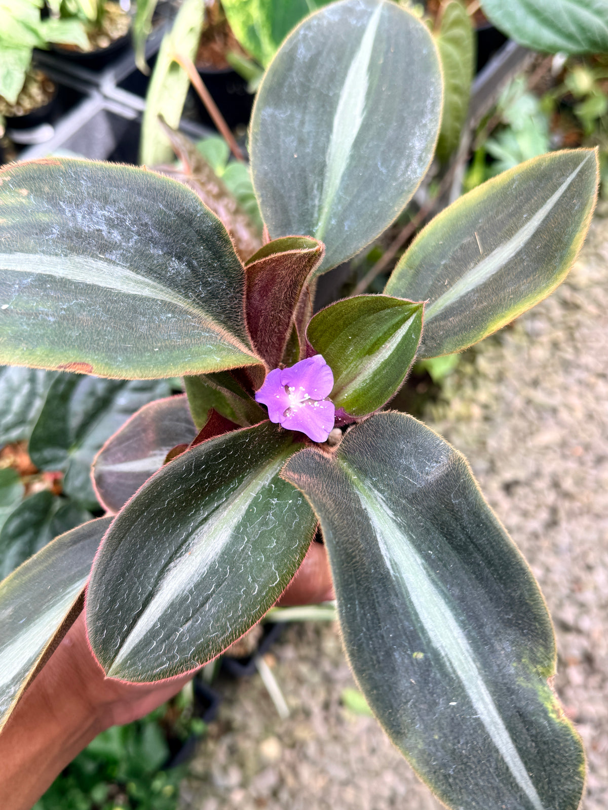 Siderasis fuscata 'Brown Spiderwort' Q61