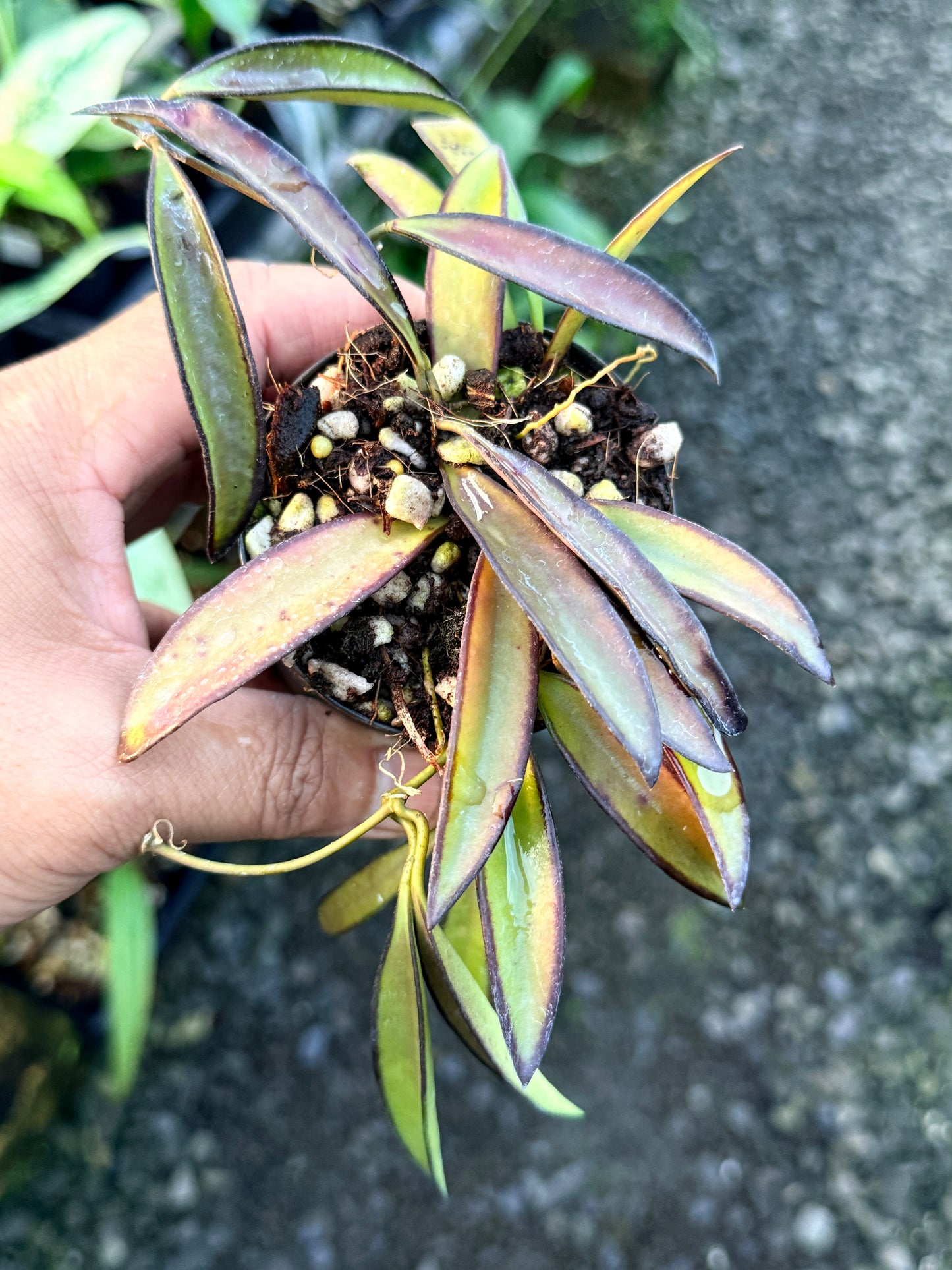 Hoya 'Rosita' S18