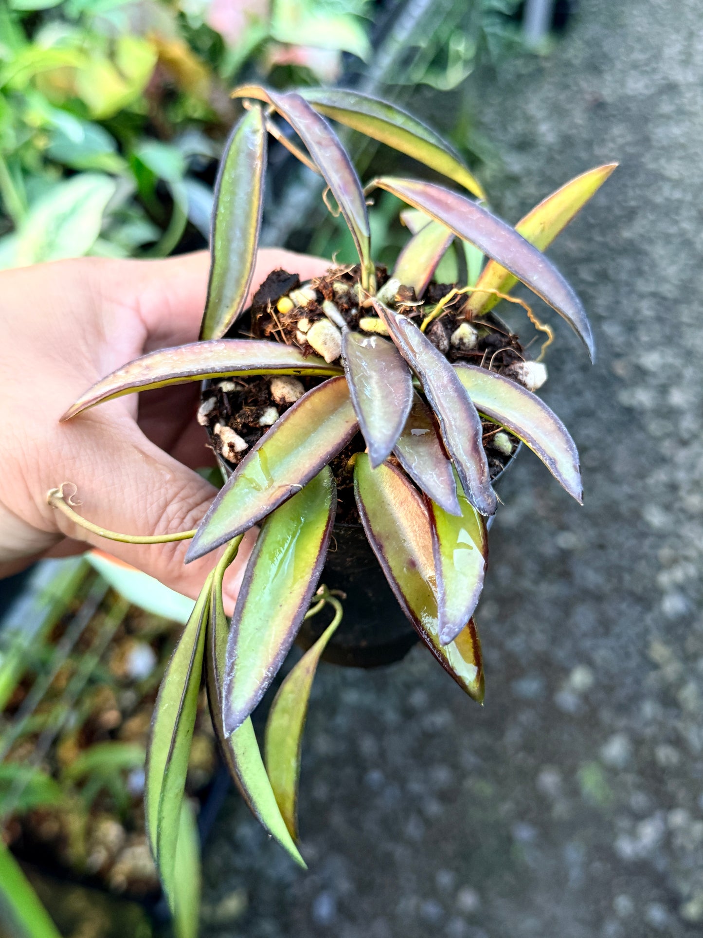 Hoya 'Rosita' S18
