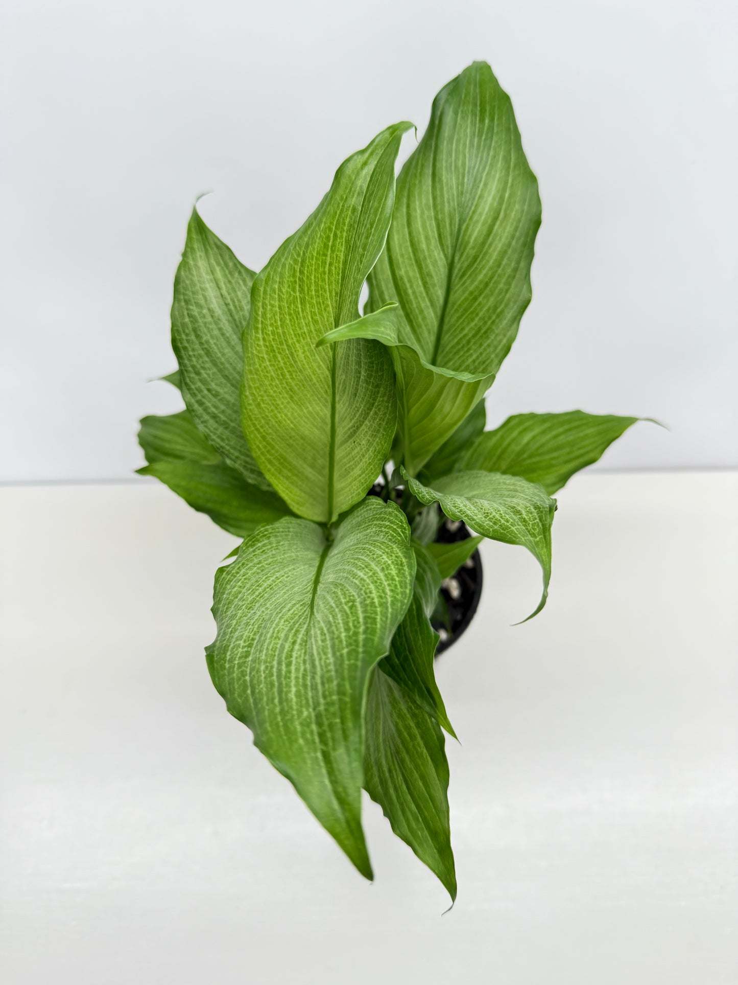 Spathiphyllum Platinum Mist Z24