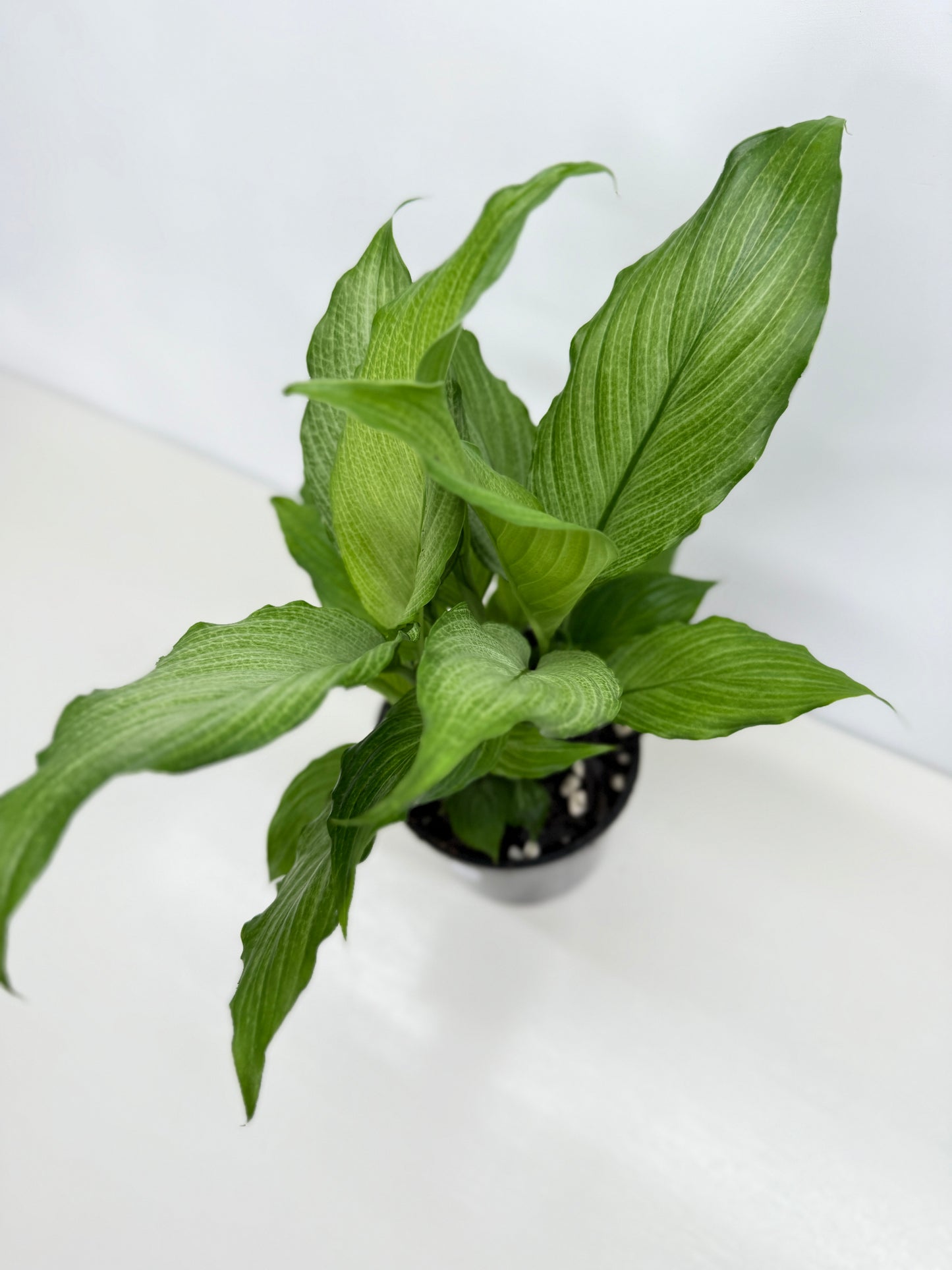Spathiphyllum Platinum Mist Z24