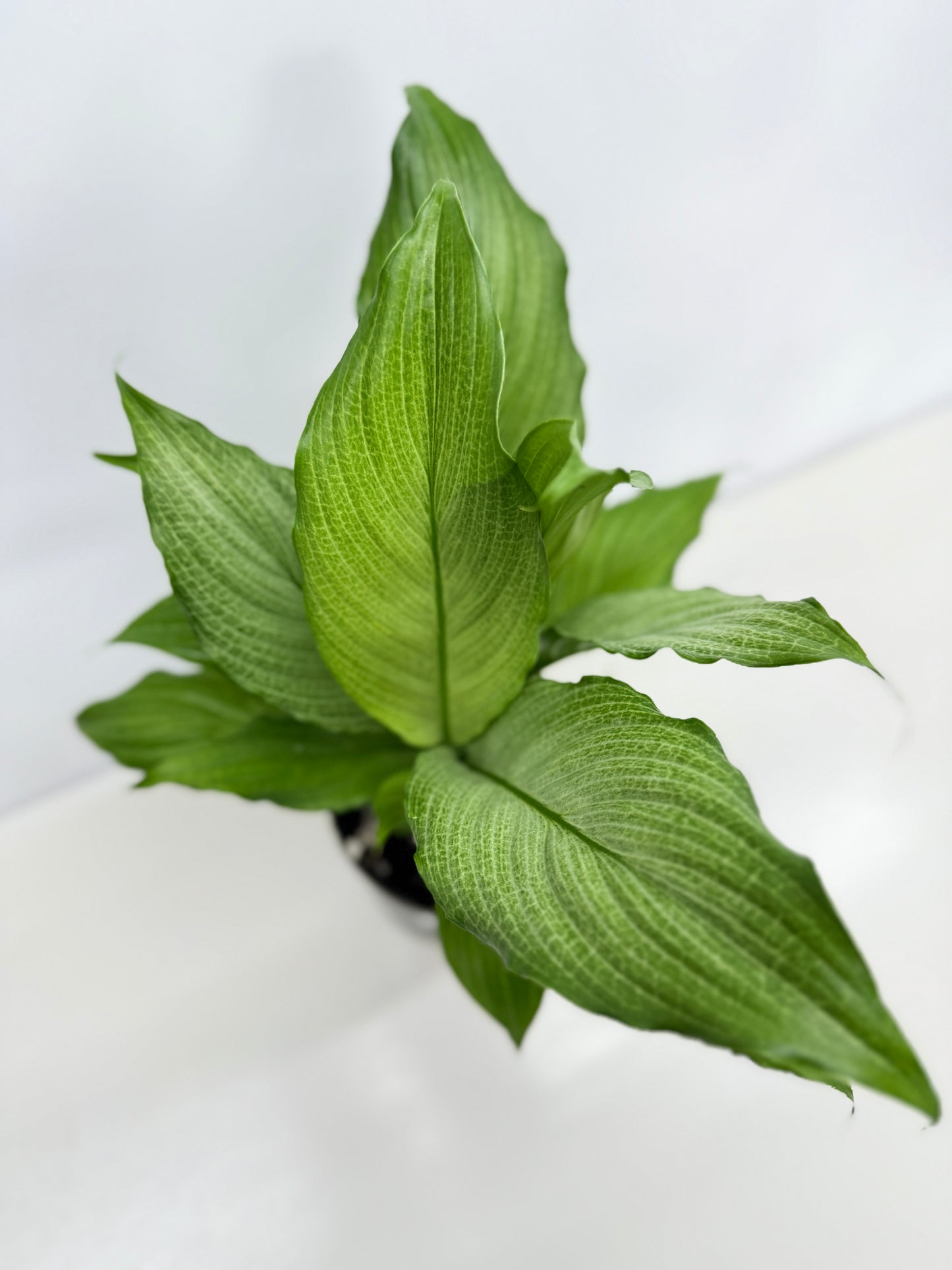 Spathiphyllum Platinum Mist Z24