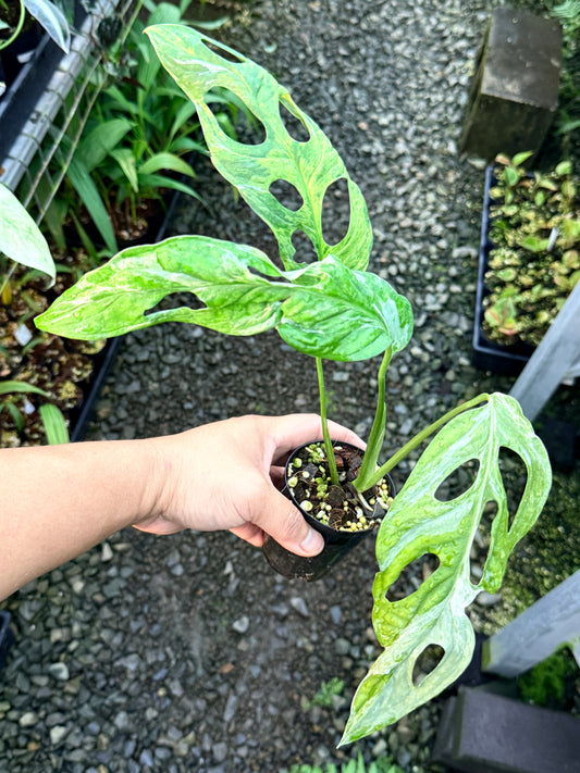 Monstera Adansonii 'Indonesian Form' R57