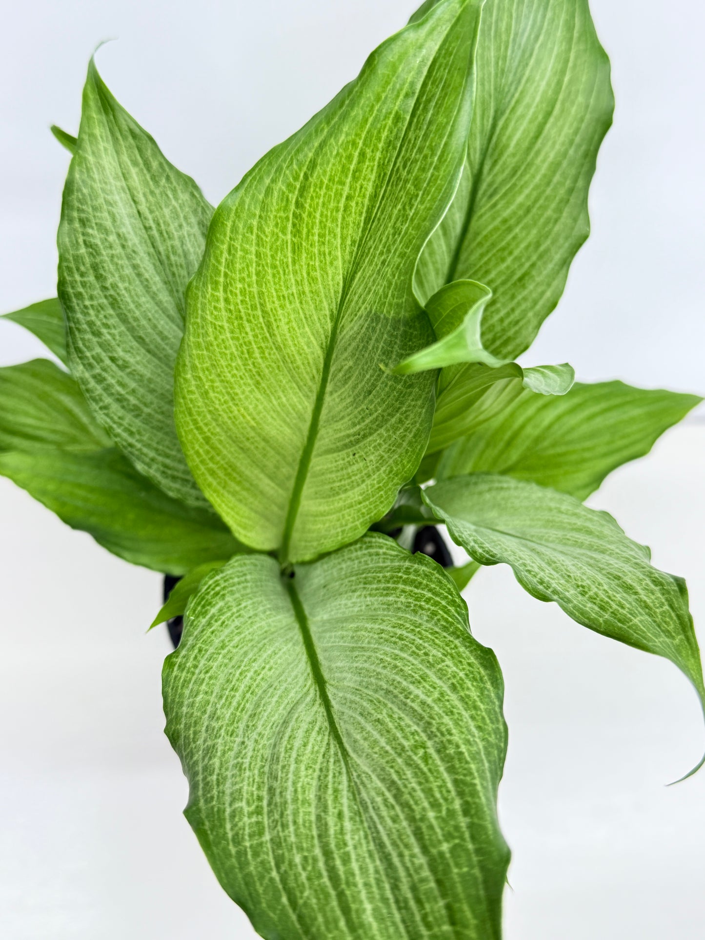 Spathiphyllum Platinum Mist Z24