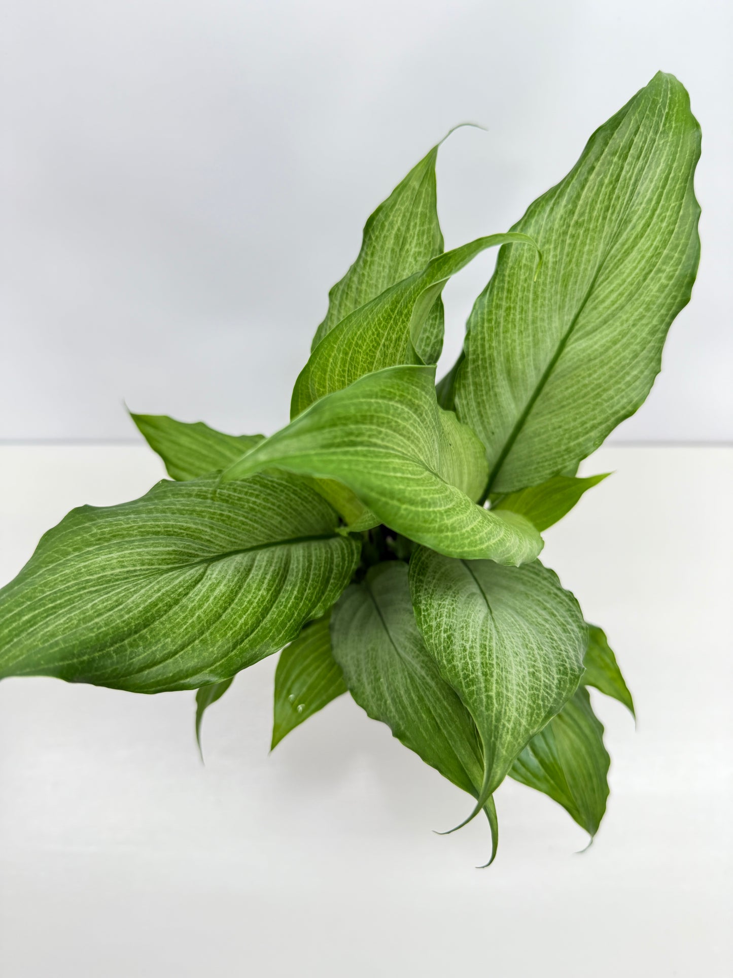 Spathiphyllum Platinum Mist Z24