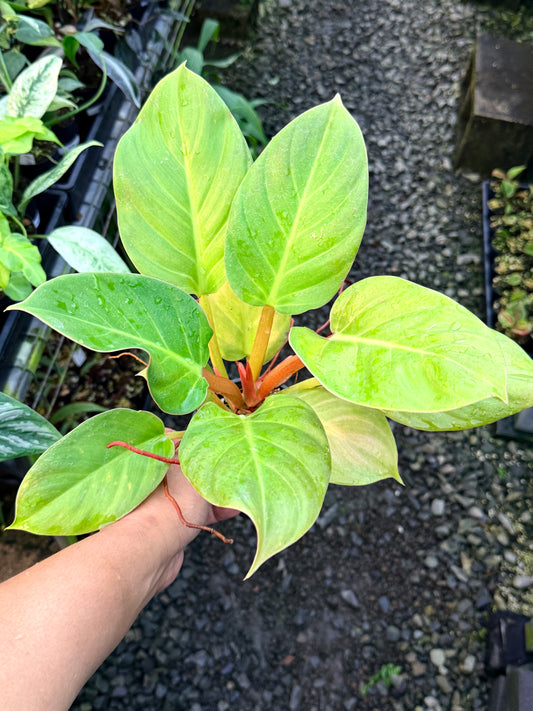 Philodendron 'Melinonii Gold' S10