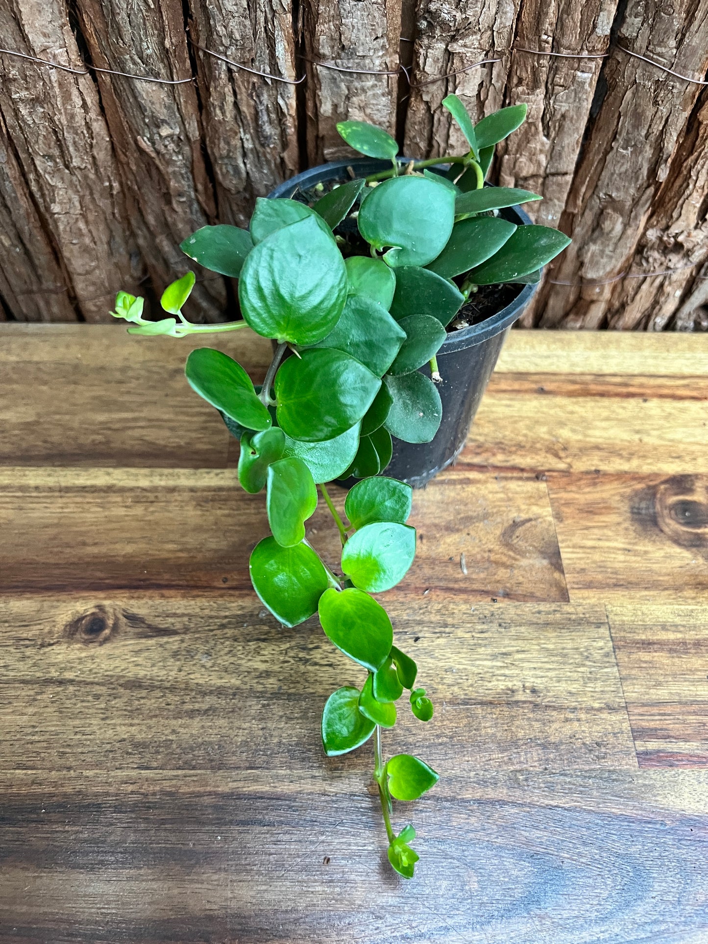 Aeschynanthus Thai Pink (Pink Lipstick Plant) C159