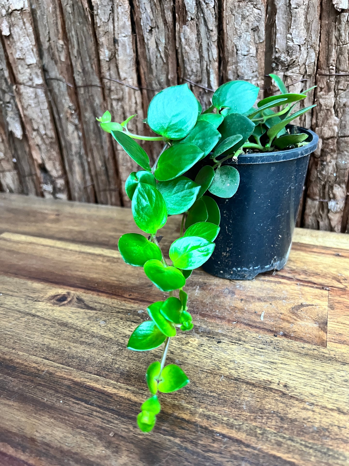 Aeschynanthus Thai Pink (Pink Lipstick Plant) C159