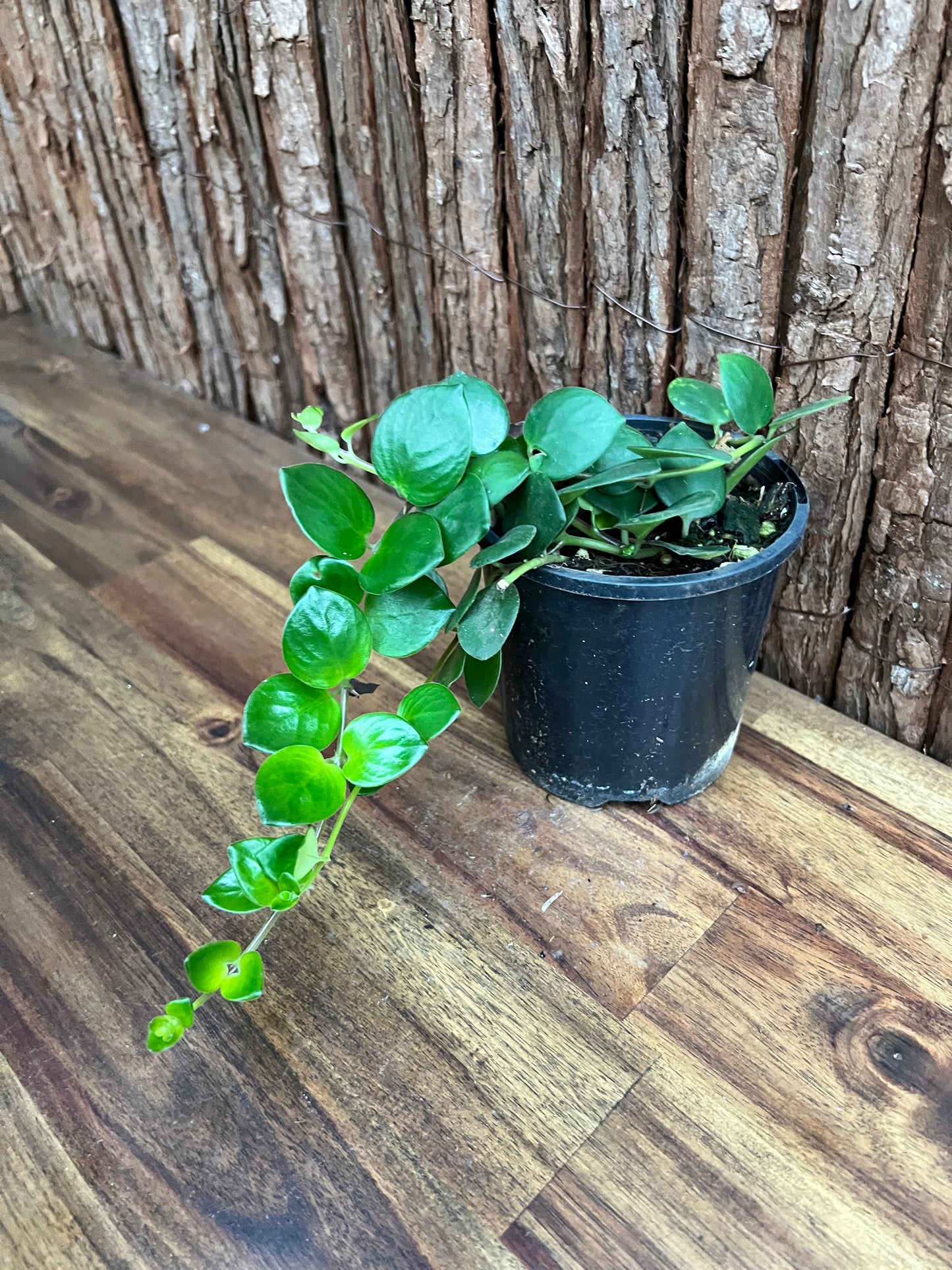 Aeschynanthus Thai Pink (Pink Lipstick Plant) C159