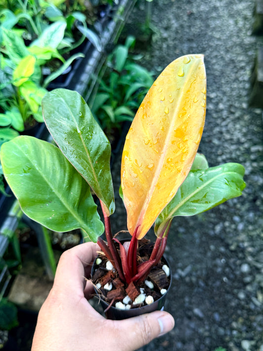 Philodendron 'Prince of Orange' S1