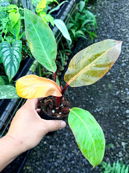 Philodendron 'Prince of Orange' R84