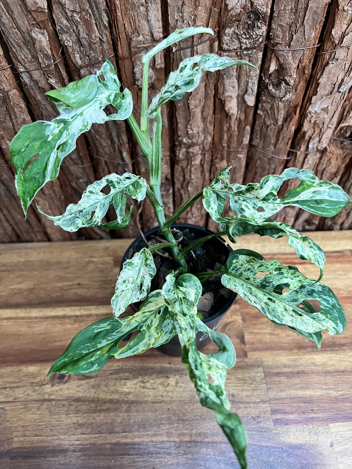 Monstera Adansonii Mottled Mint Variegated C160