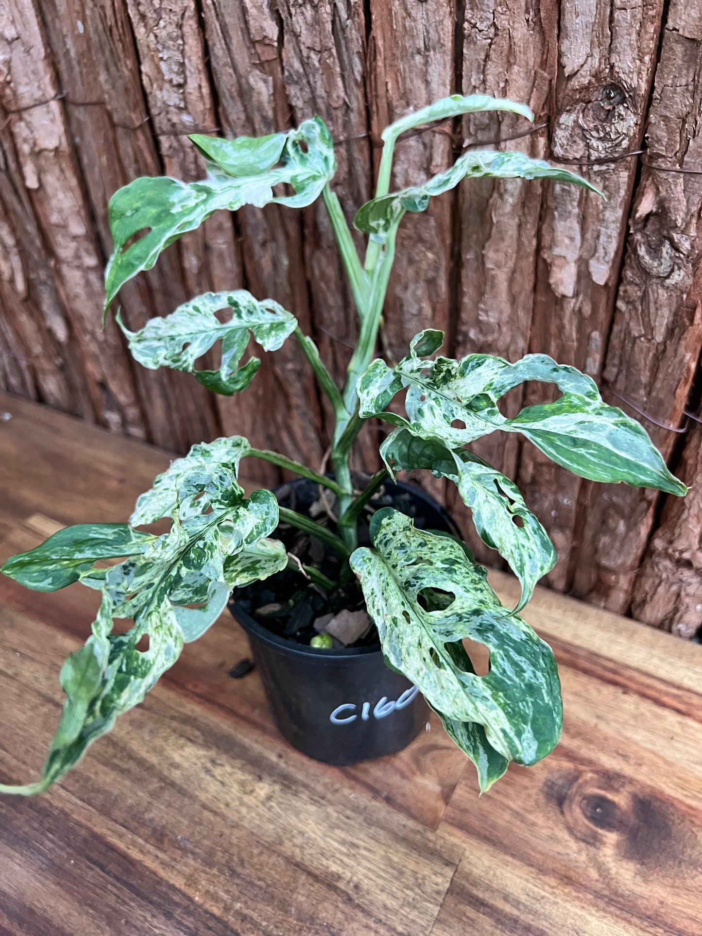 Monstera Adansonii Mottled Mint Variegated C160