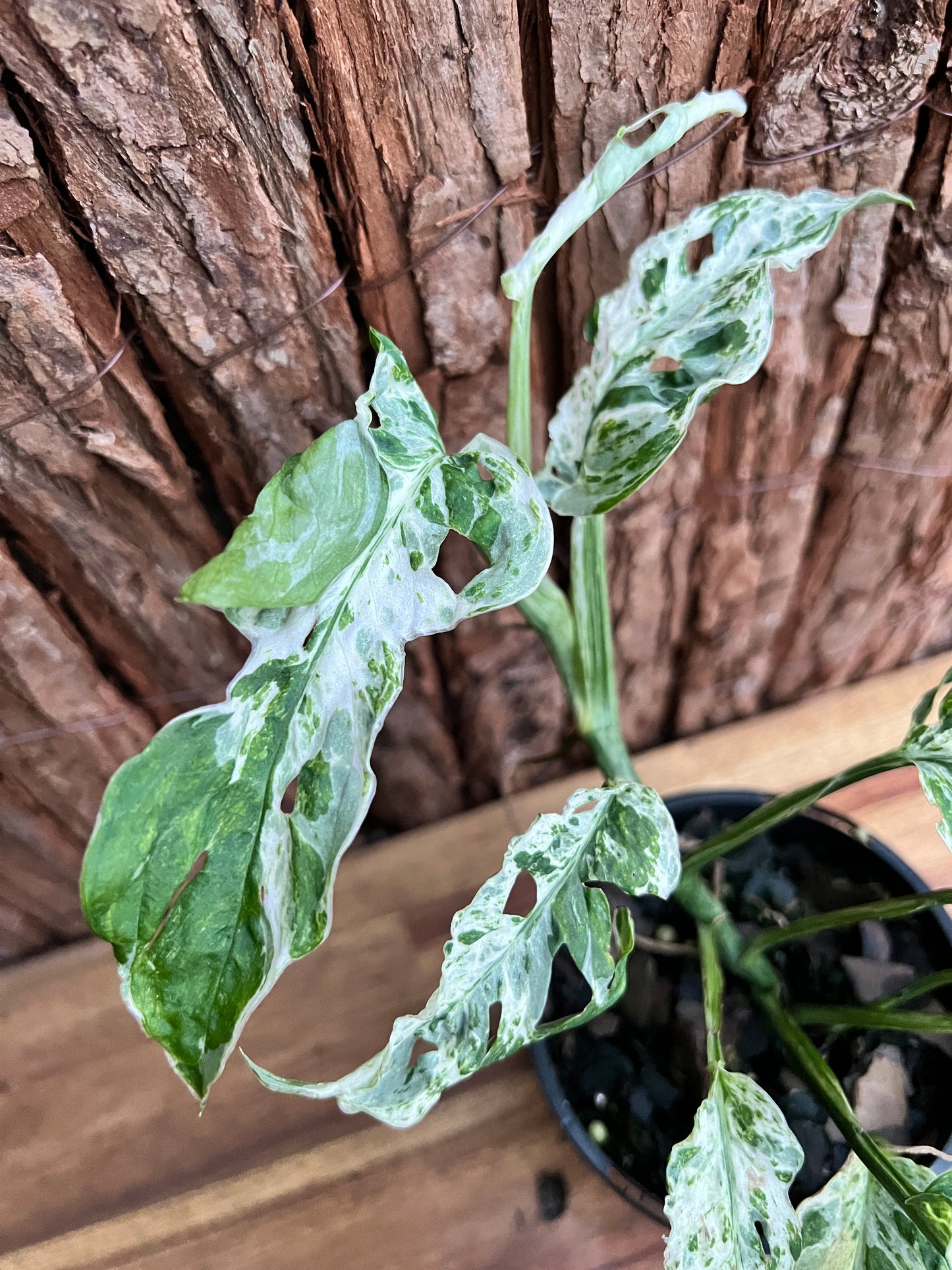 Monstera Adansonii Mottled Mint Variegated C160