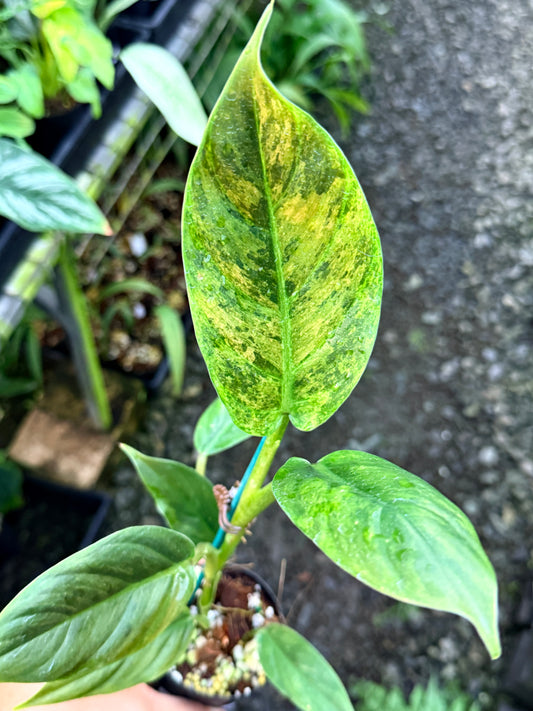 Philodendron 'Subhastatum' Variegata  R83