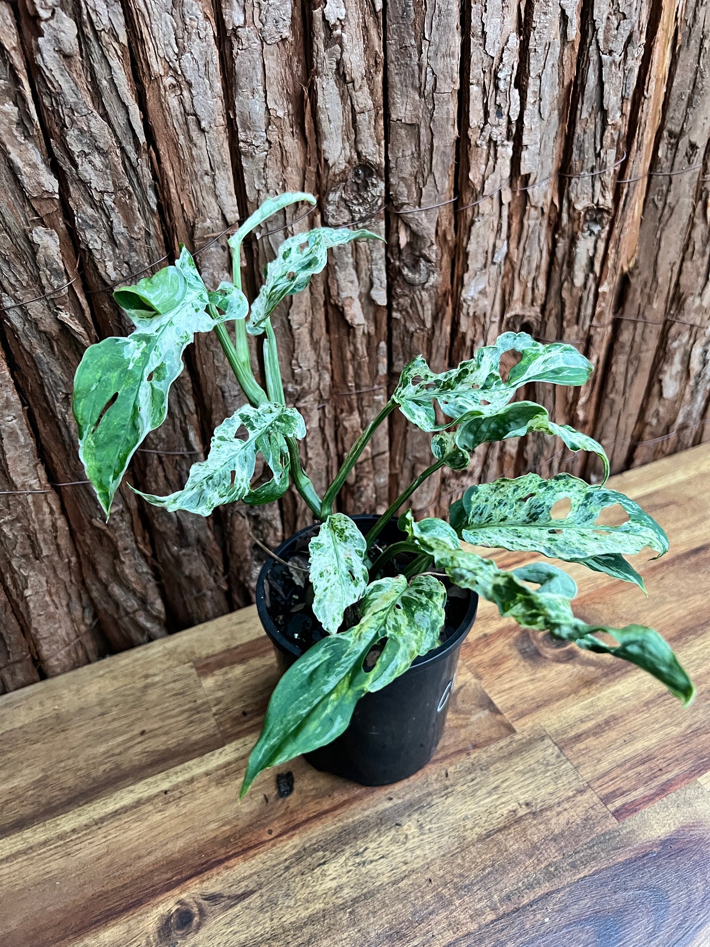 Monstera Adansonii Mottled Mint Variegated C160