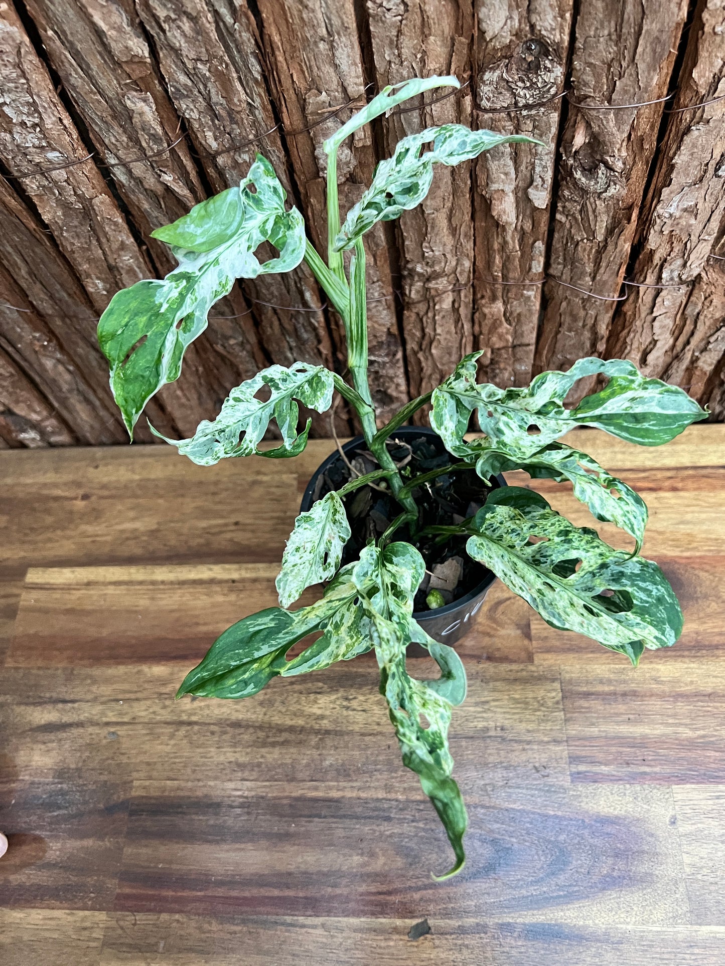 Monstera Adansonii Mottled Mint Variegated C160