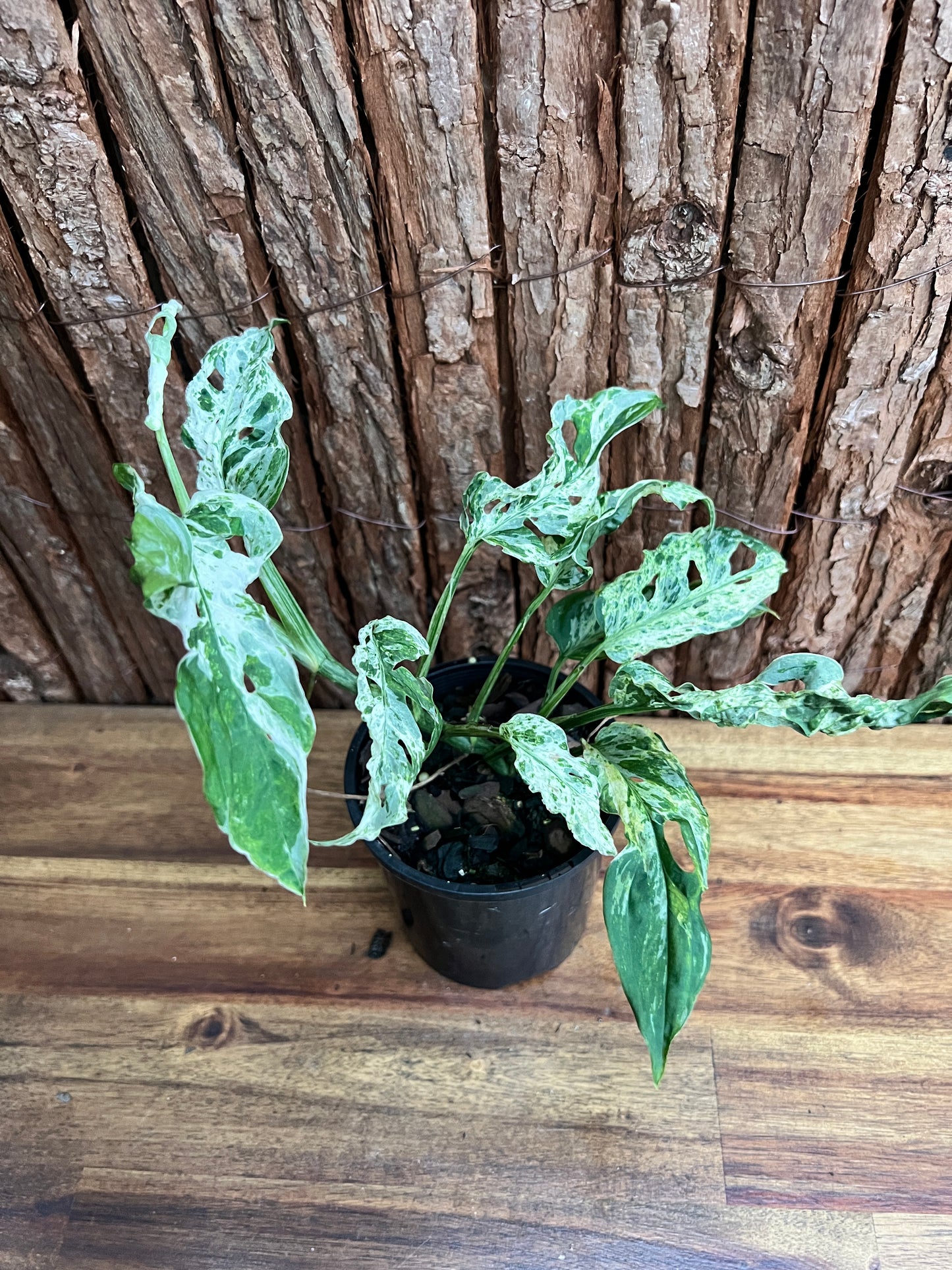 Monstera Adansonii Mottled Mint Variegated C160