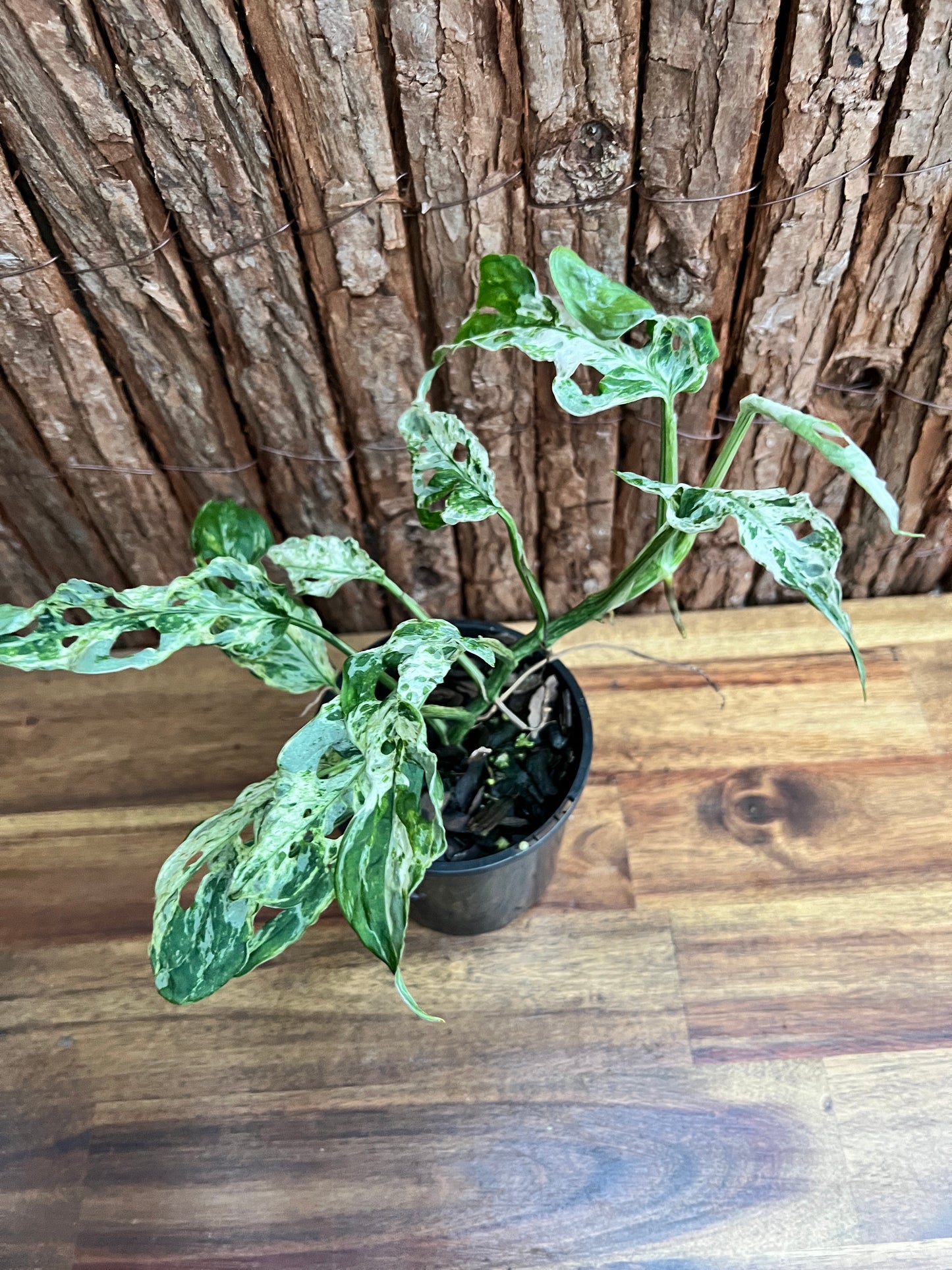 Monstera Adansonii Mottled Mint Variegated C160