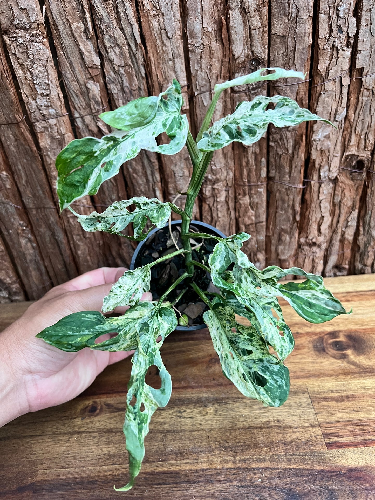 Monstera Adansonii Mottled Mint Variegated C160