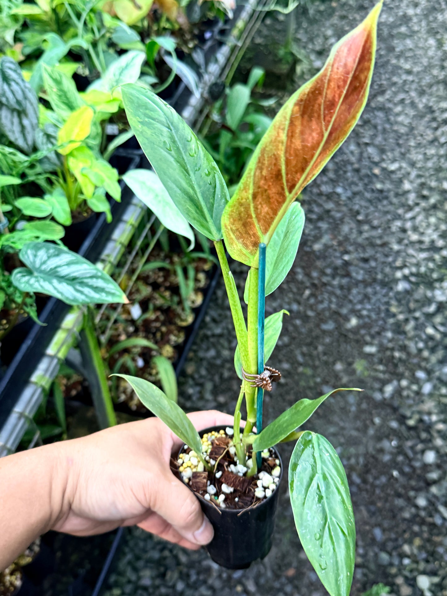 Philodendron 'Subhastatum' Variegata  R83