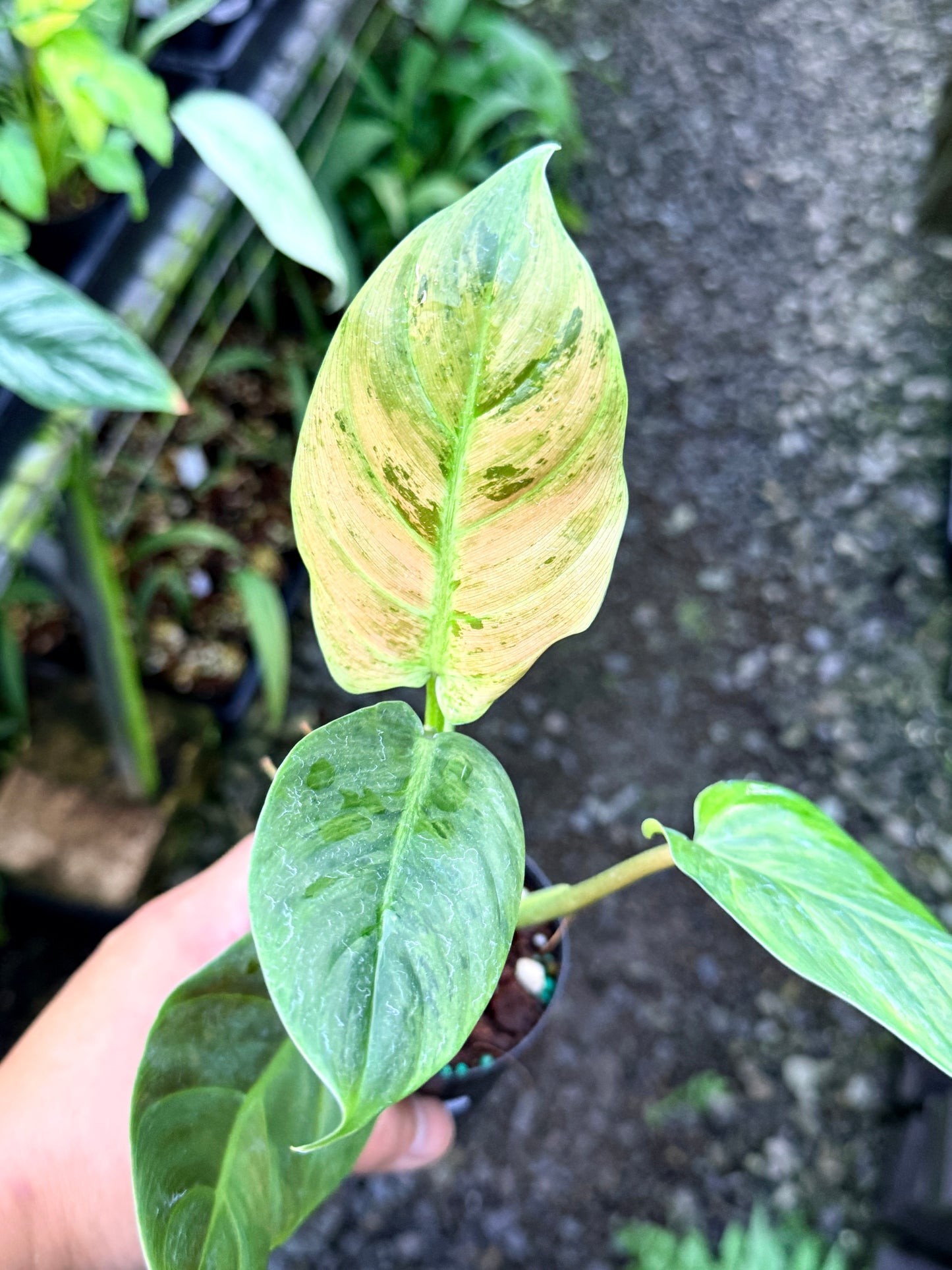 Philodendron 'Subhastatum' Variegata  R78