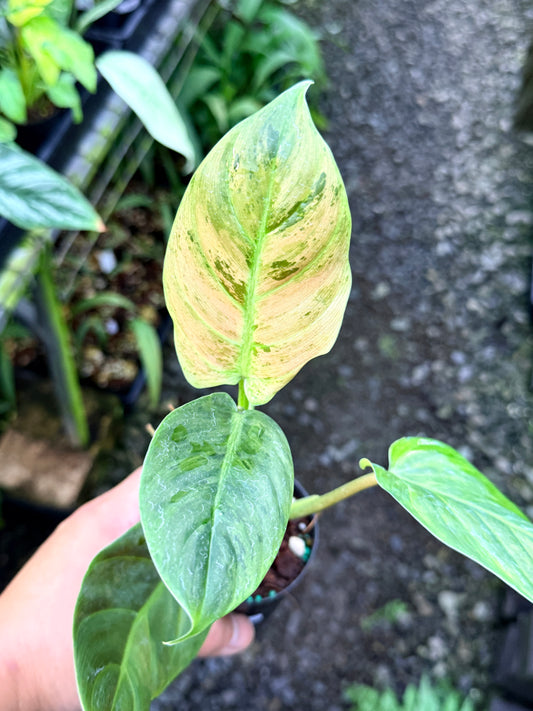 Philodendron 'Subhastatum' Variegata  R78