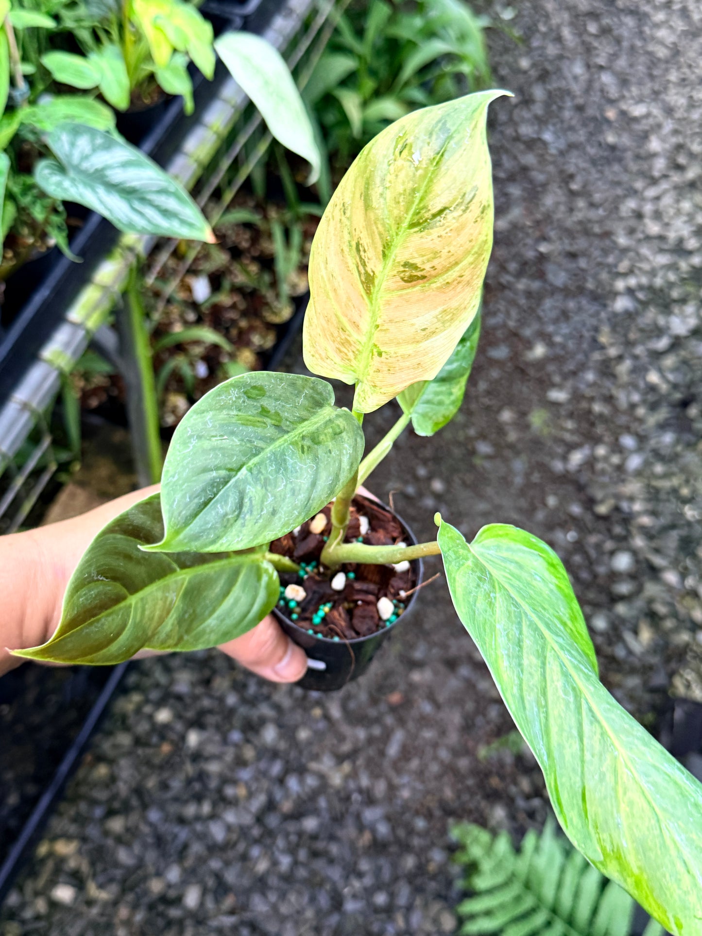 Philodendron 'Subhastatum' Variegata  R78