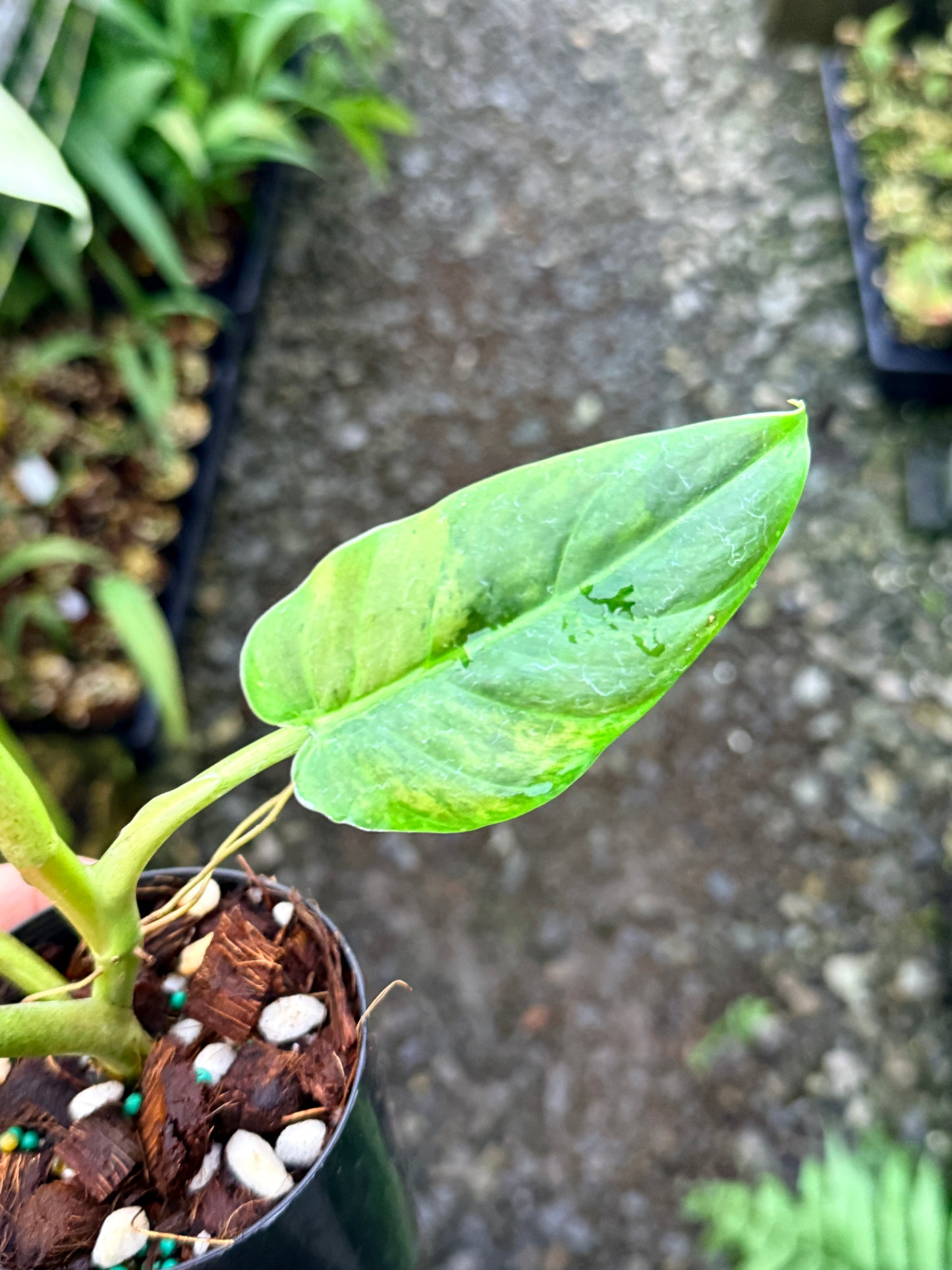 Philodendron 'Subhastatum' Variegata  R78