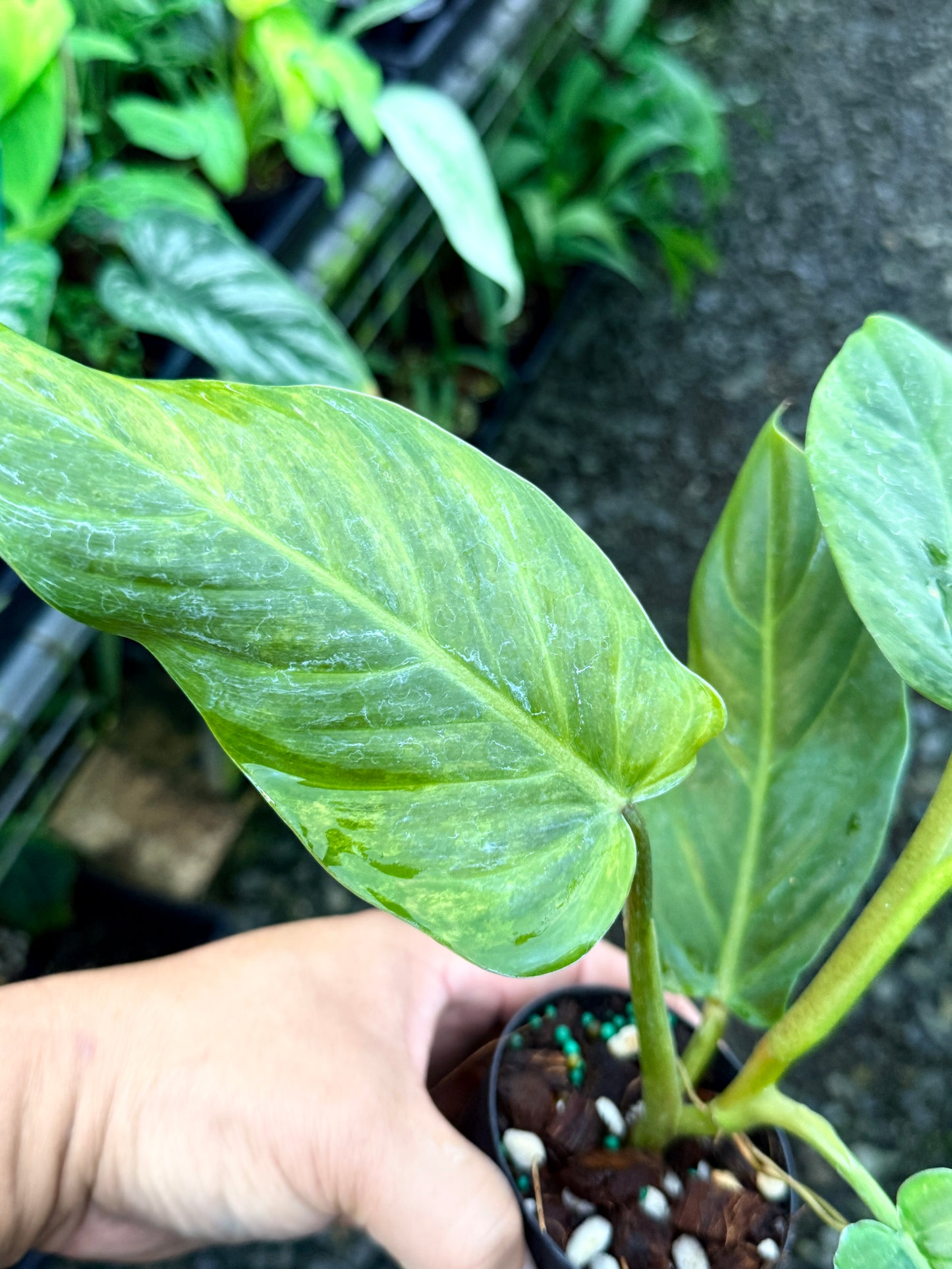 Philodendron 'Subhastatum' Variegata  R78