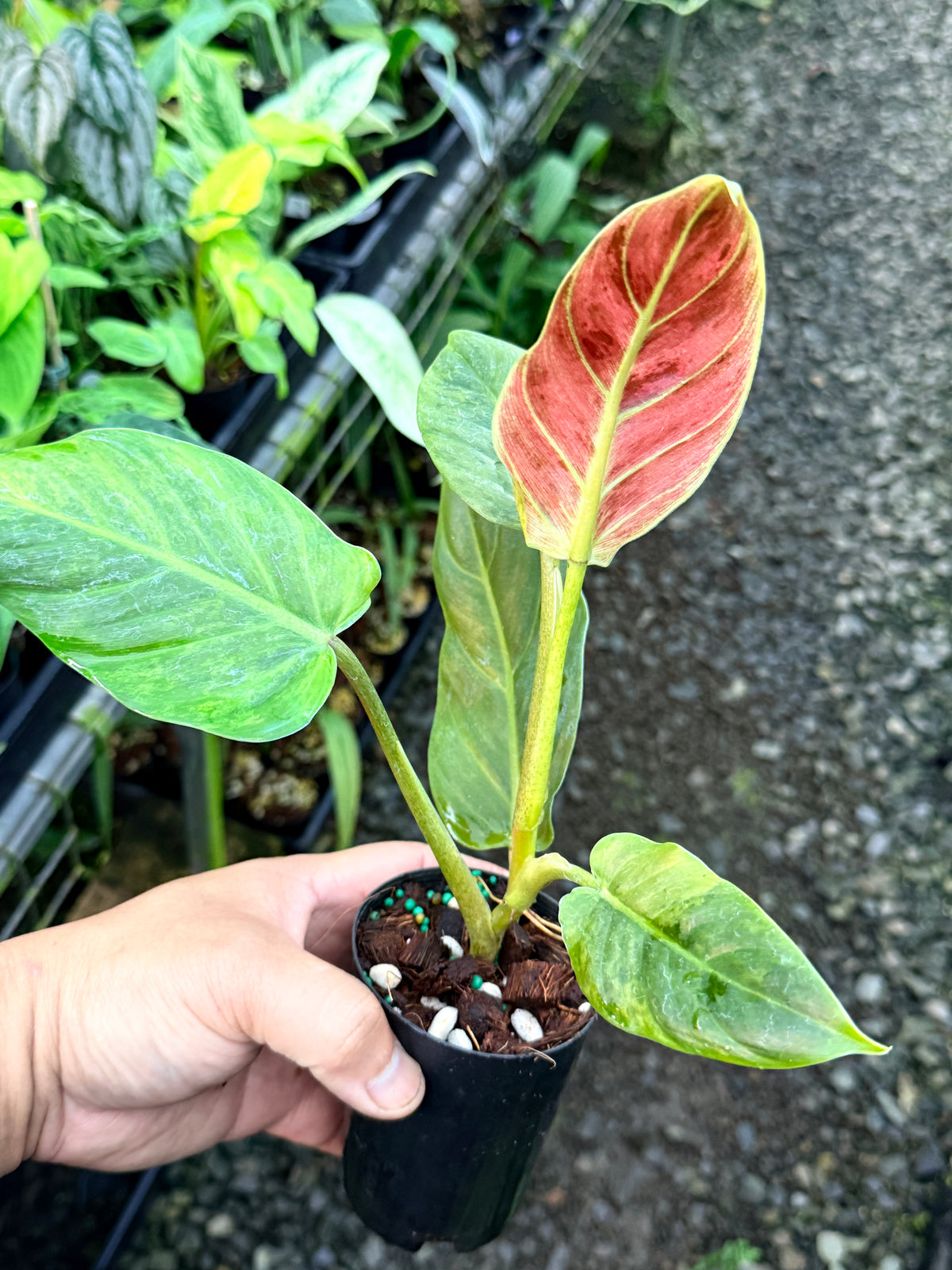 Philodendron 'Subhastatum' Variegata  R78
