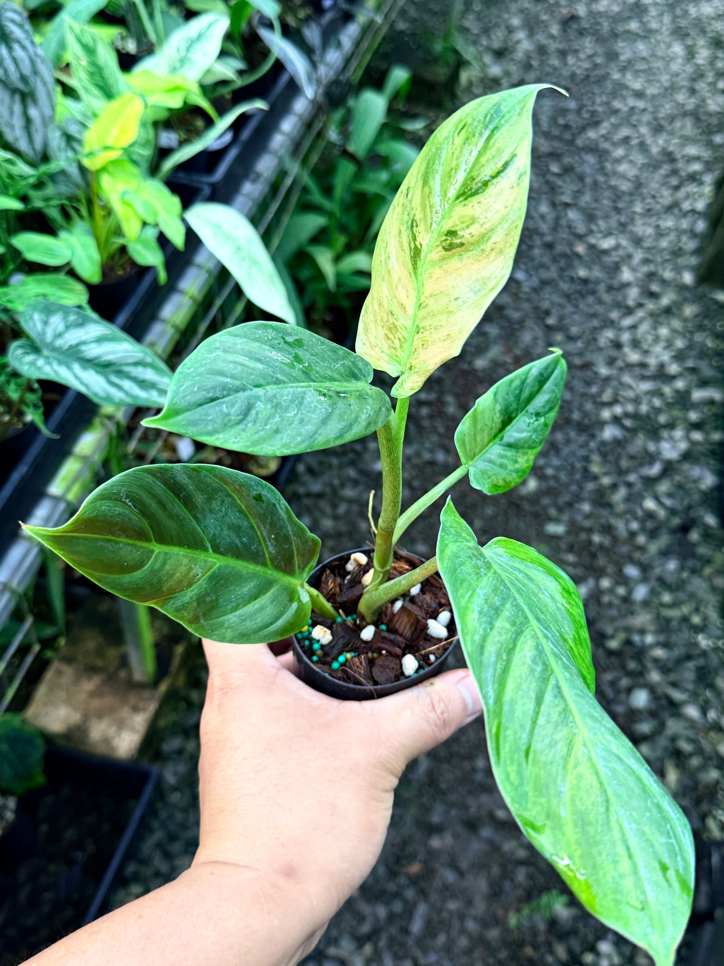 Philodendron 'Subhastatum' Variegata  R78
