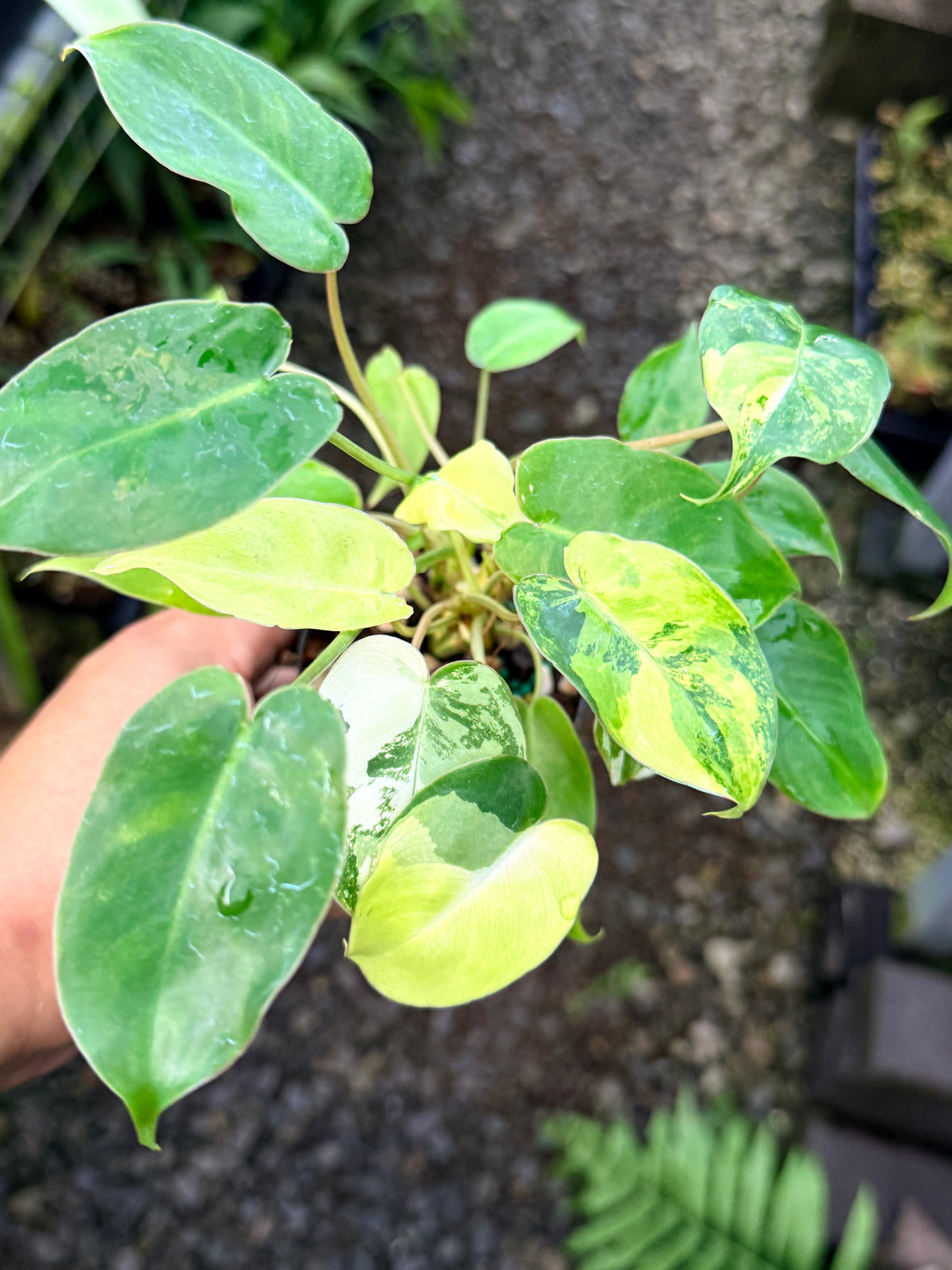 Philodendron 'Burle Marx Variegata' R77