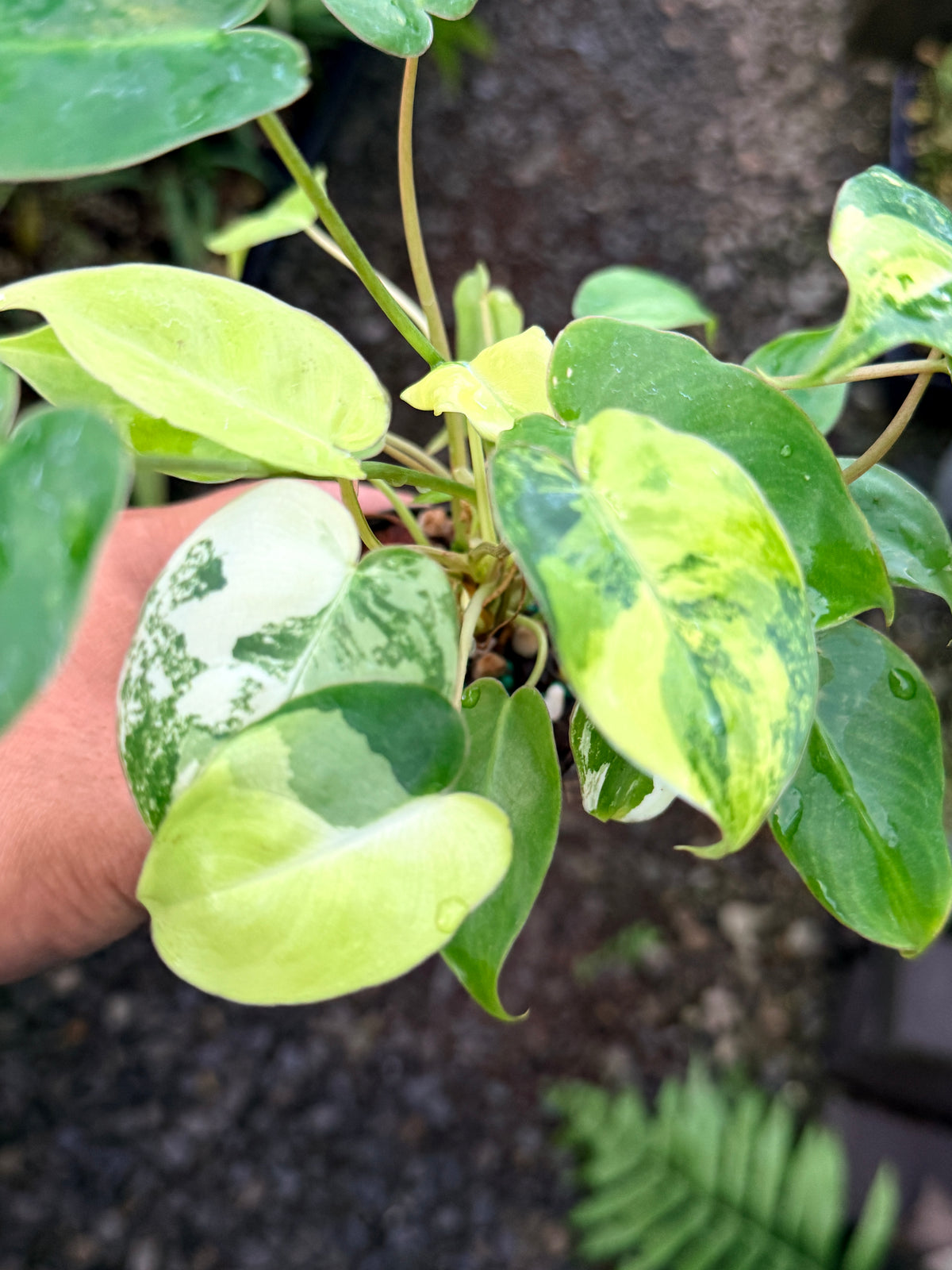 Philodendron 'Burle Marx Variegata' R77