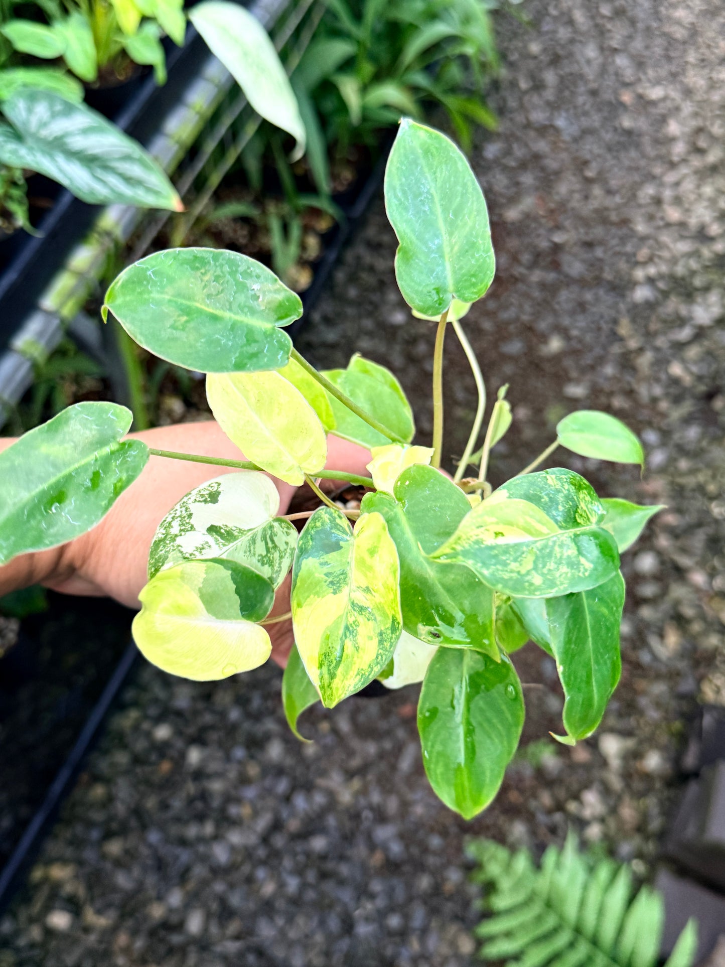 Philodendron 'Burle Marx Variegata' R77