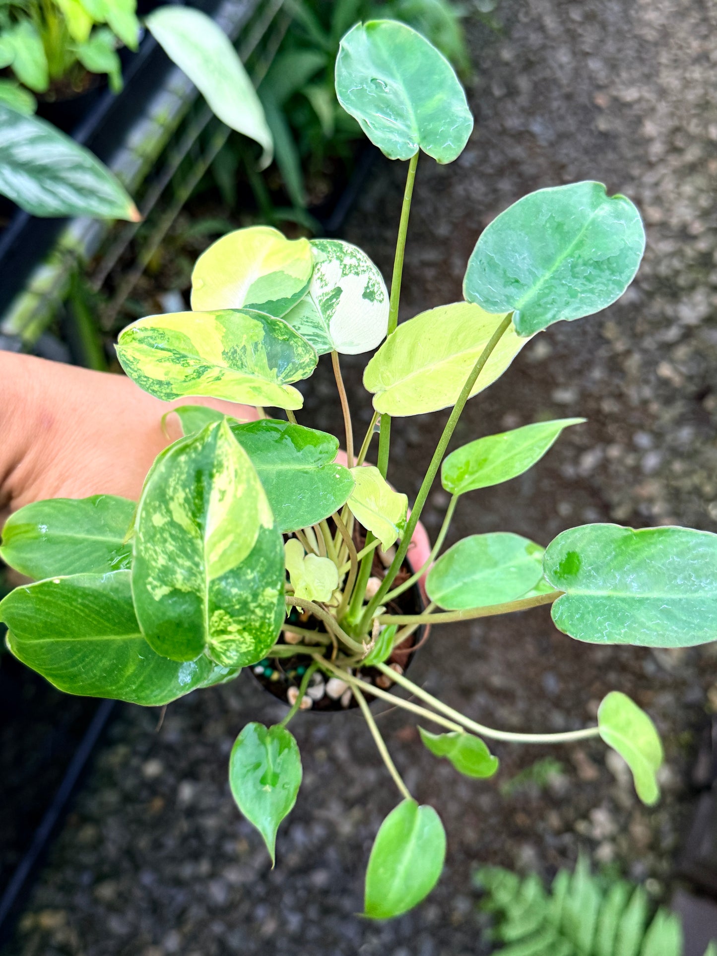Philodendron 'Burle Marx Variegata' R77