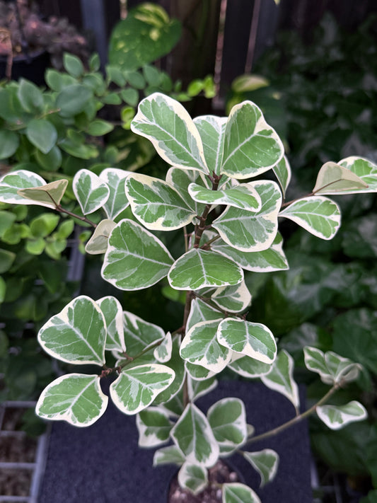 Ficus Triangularis Variegata 'Sweetheart Fig' Q28